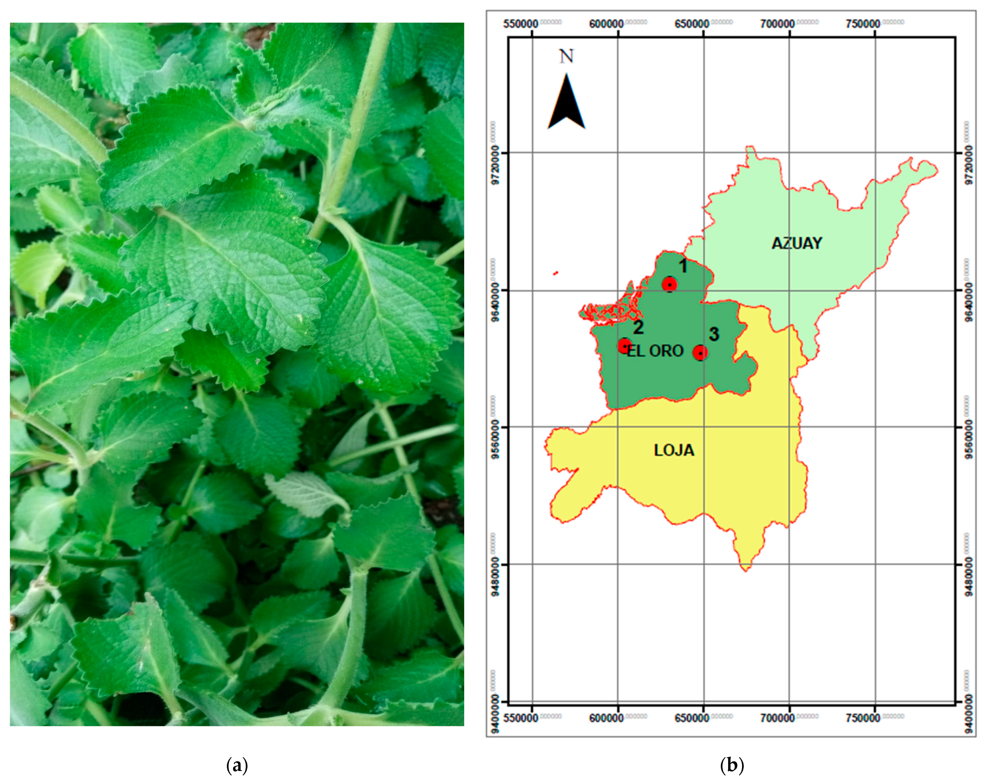 Horticulturae 11 00173 g001
