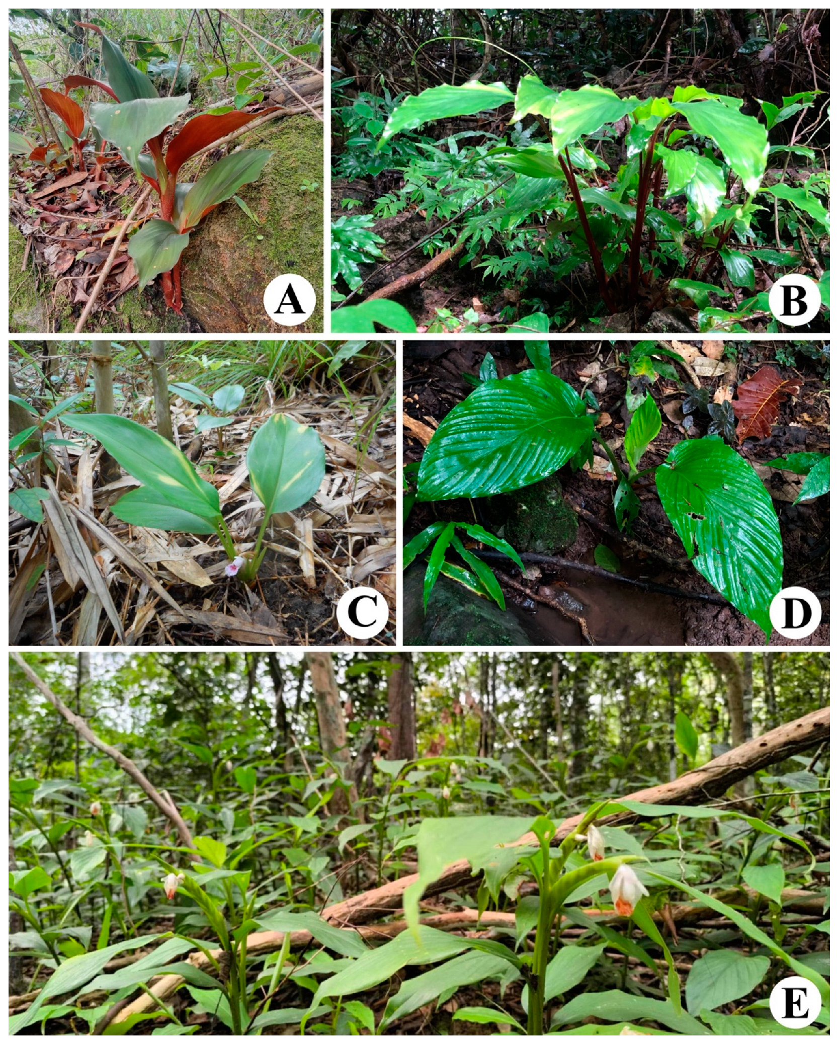 Horticulturae 11 00178 g003