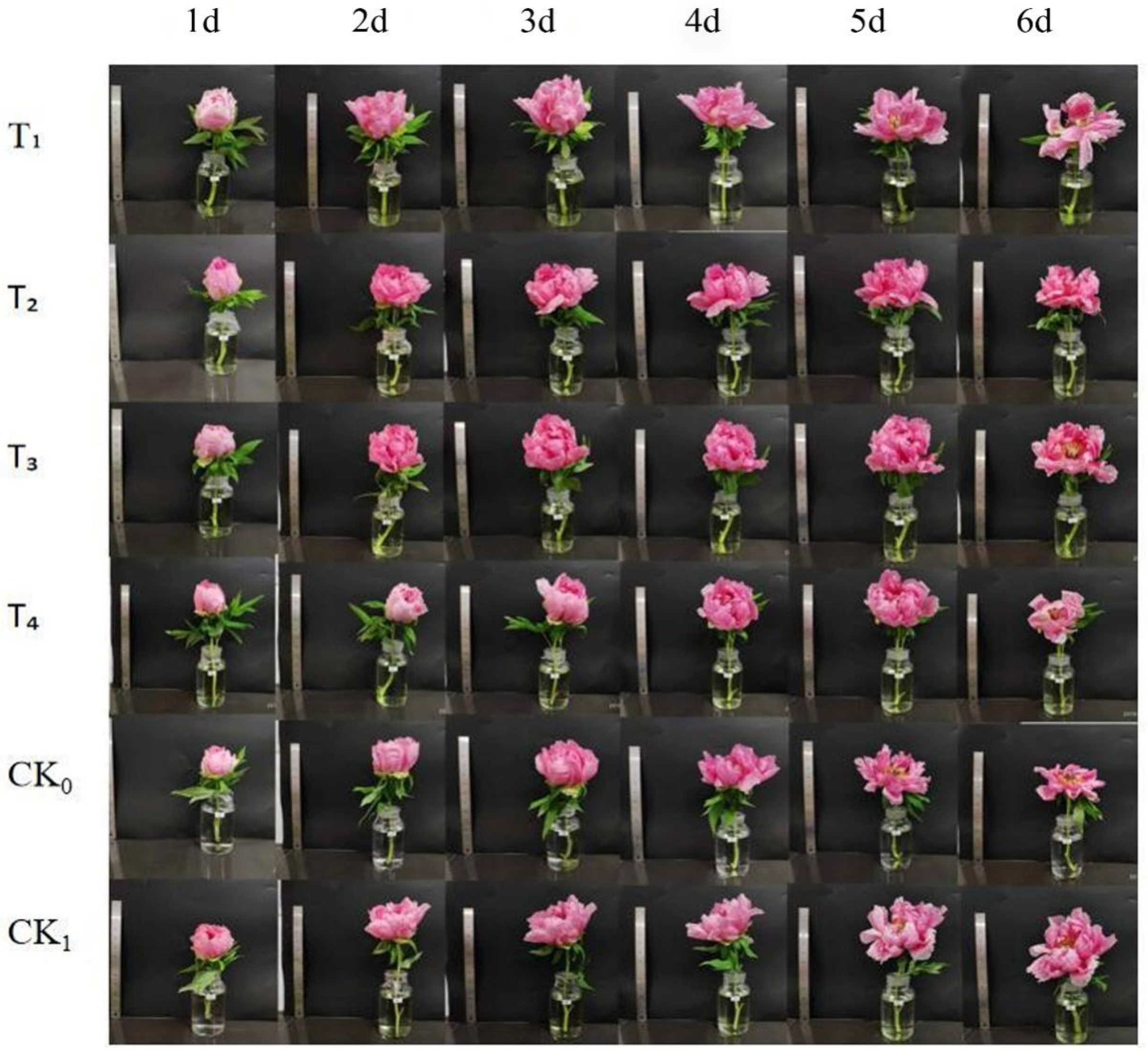 Horticulturae 11 00181 g001