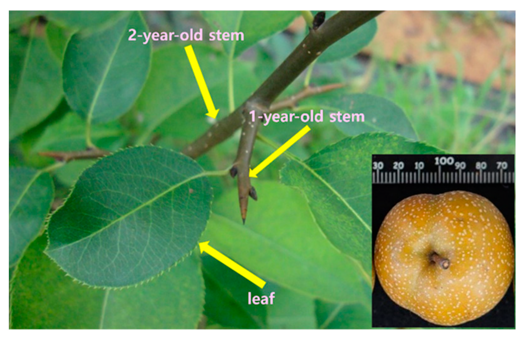 Horticulturae 11 00184 g001 Horticulturae 11 00184 g001