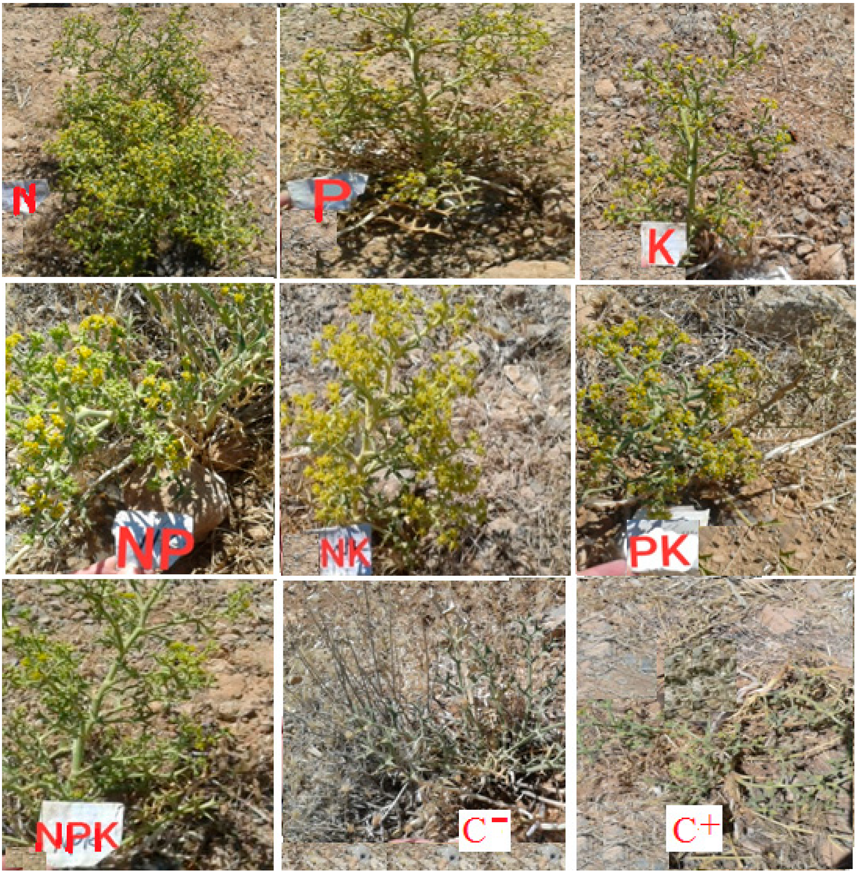 Horticulturae 11 00185 g002