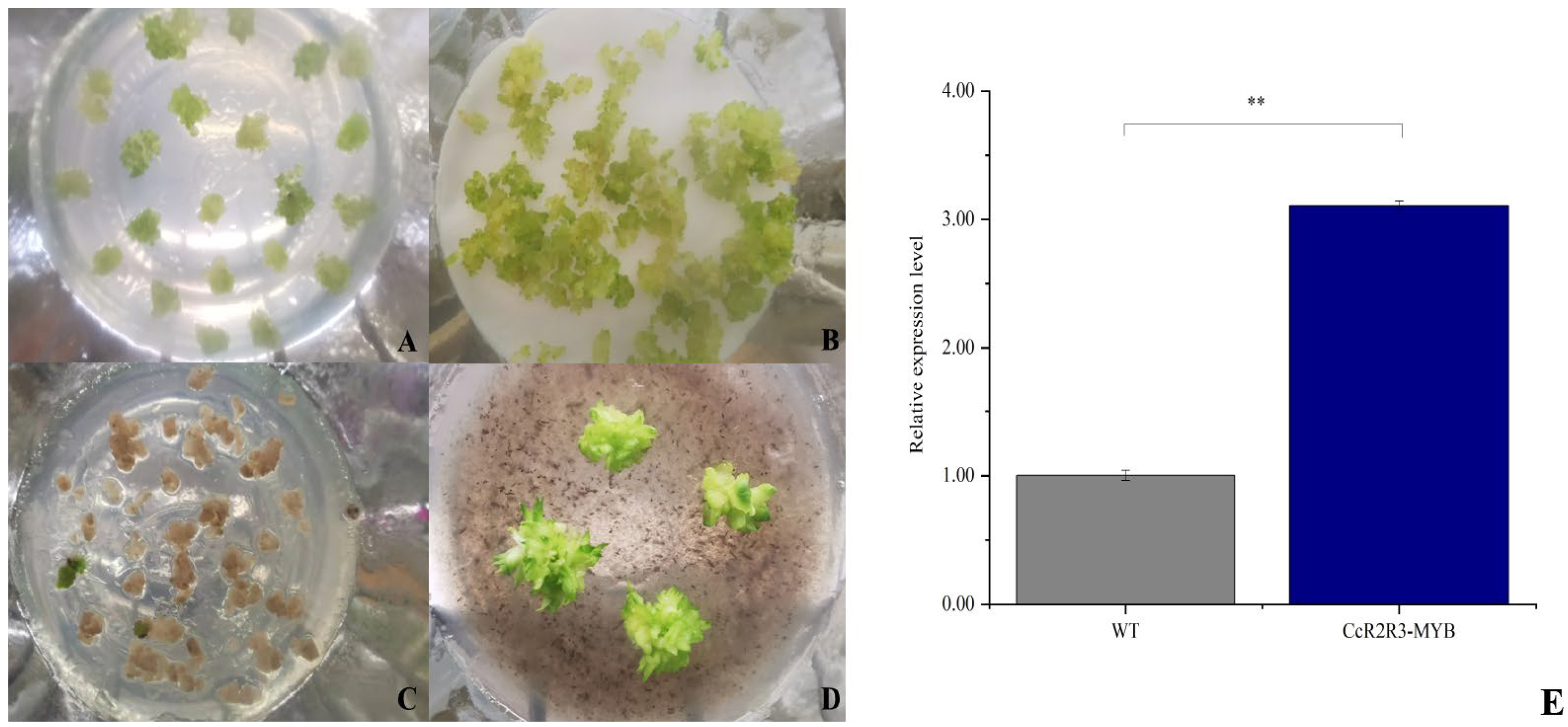 Horticulturae 11 00190 g006 Horticulturae 11 00190 g006
