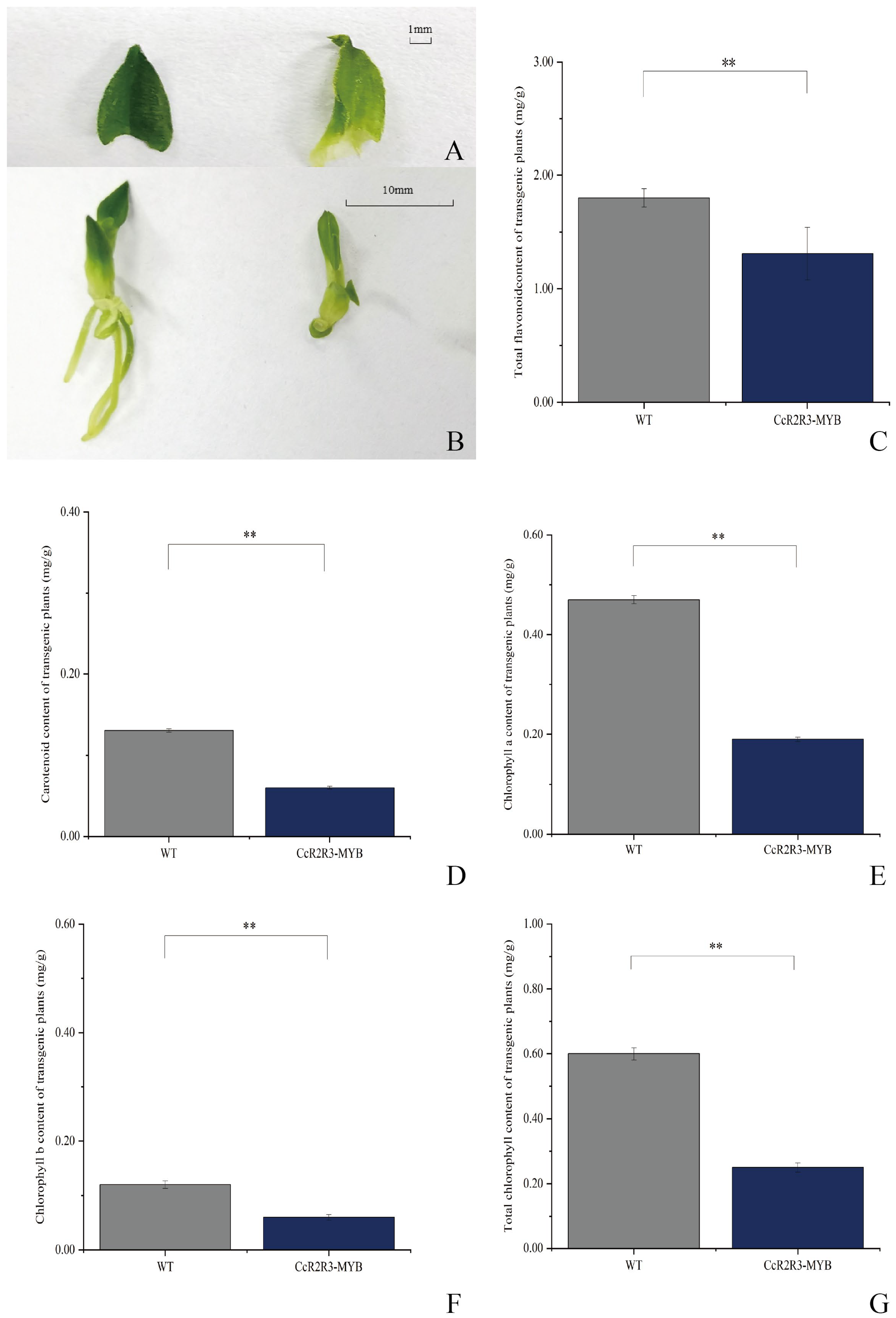 Horticulturae 11 00190 g007 Horticulturae 11 00190 g007