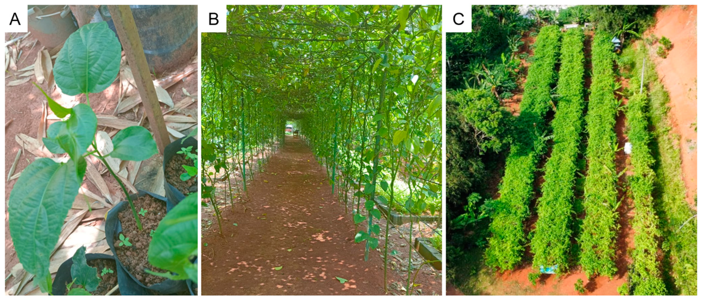 Horticulturae 11 00194 g003 Horticulturae 11 00194 g003