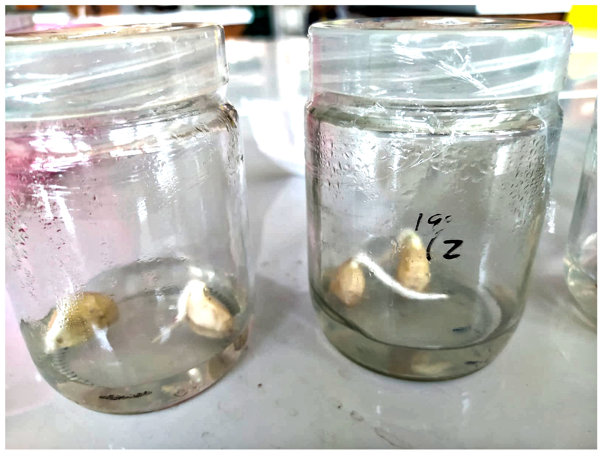 Horticulturae 11 00194 g004 Horticulturae 11 00194 g004