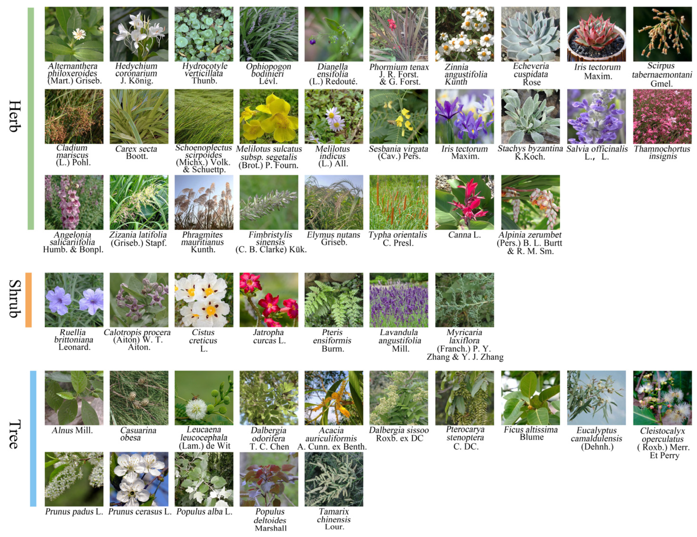 Horticulturae 11 00195 g006 Horticulturae 11 00195 g006