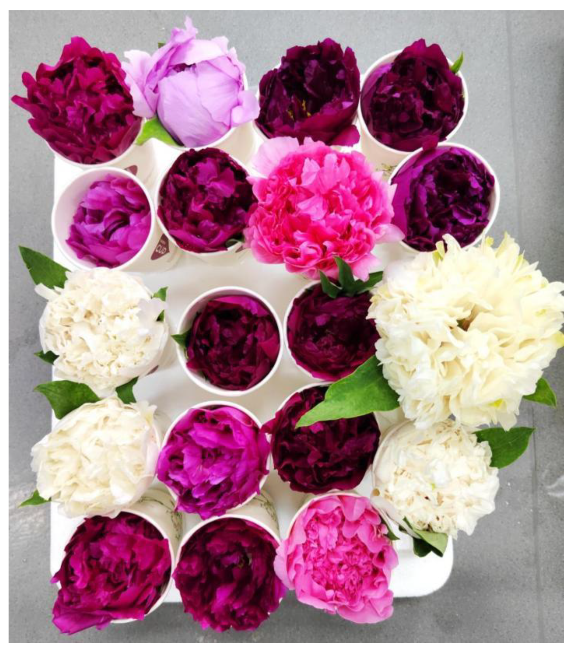 Horticulturae 11 00196 g001