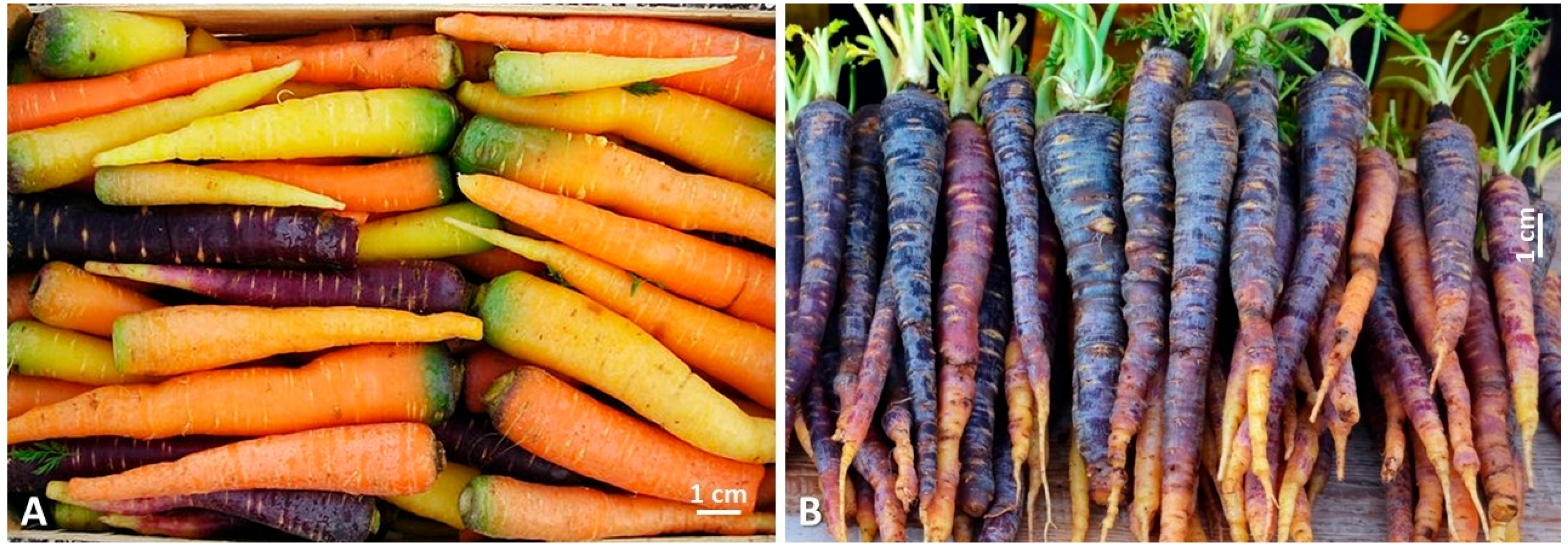 Horticulturae 11 00199 g001