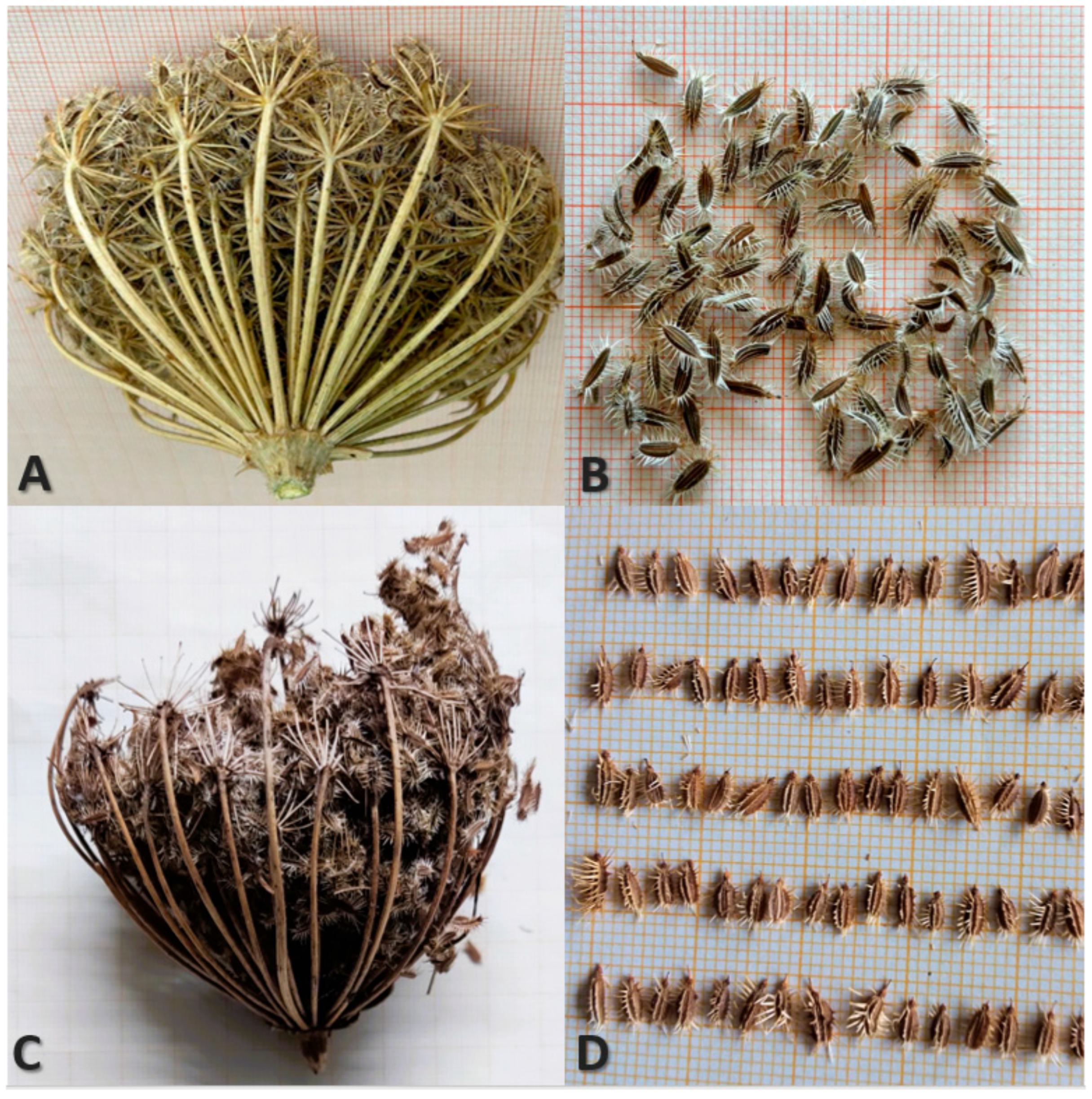 Horticulturae 11 00199 g008