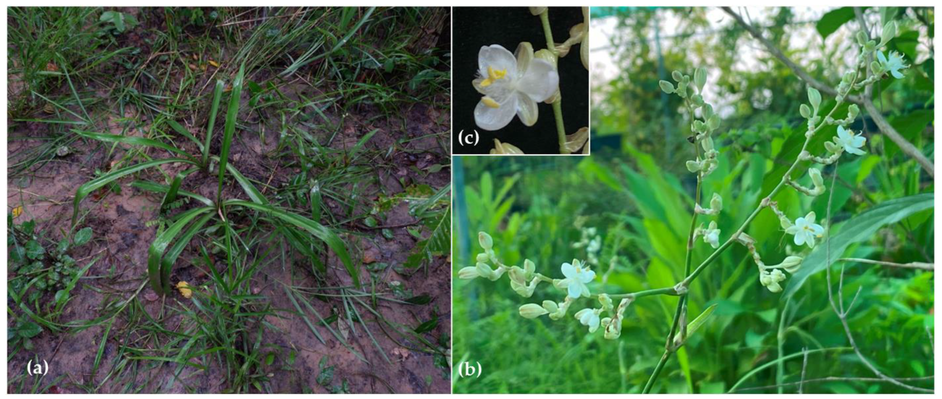 Horticulturae 11 00202 g005