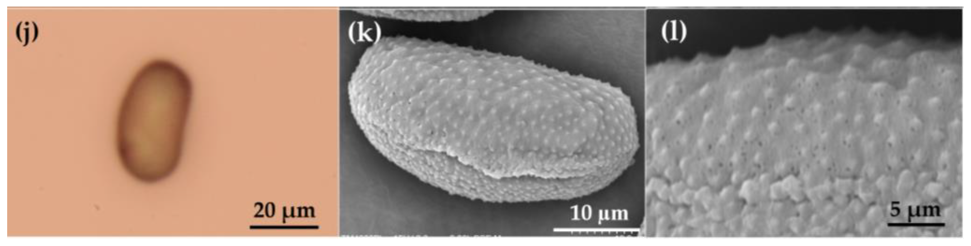 Horticulturae 11 00202 g008b