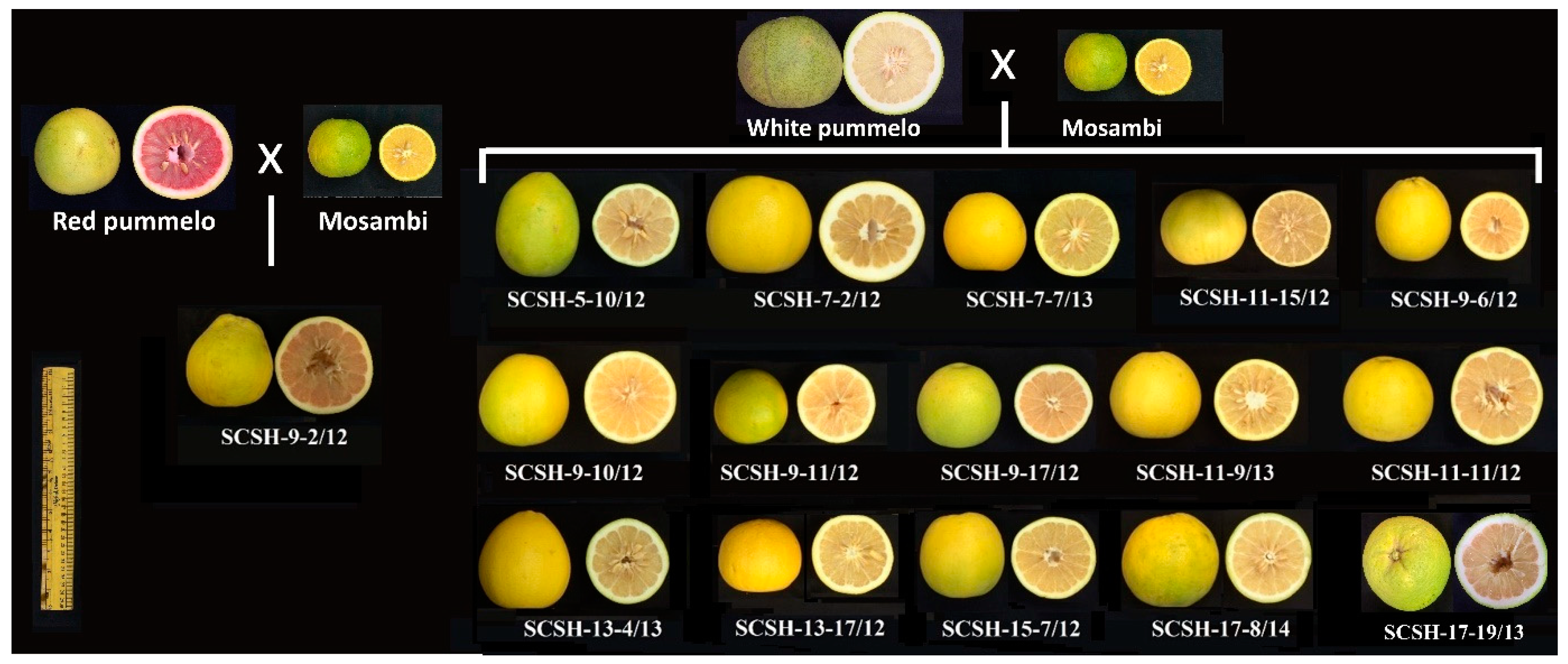 Horticulturae 11 00208 g006