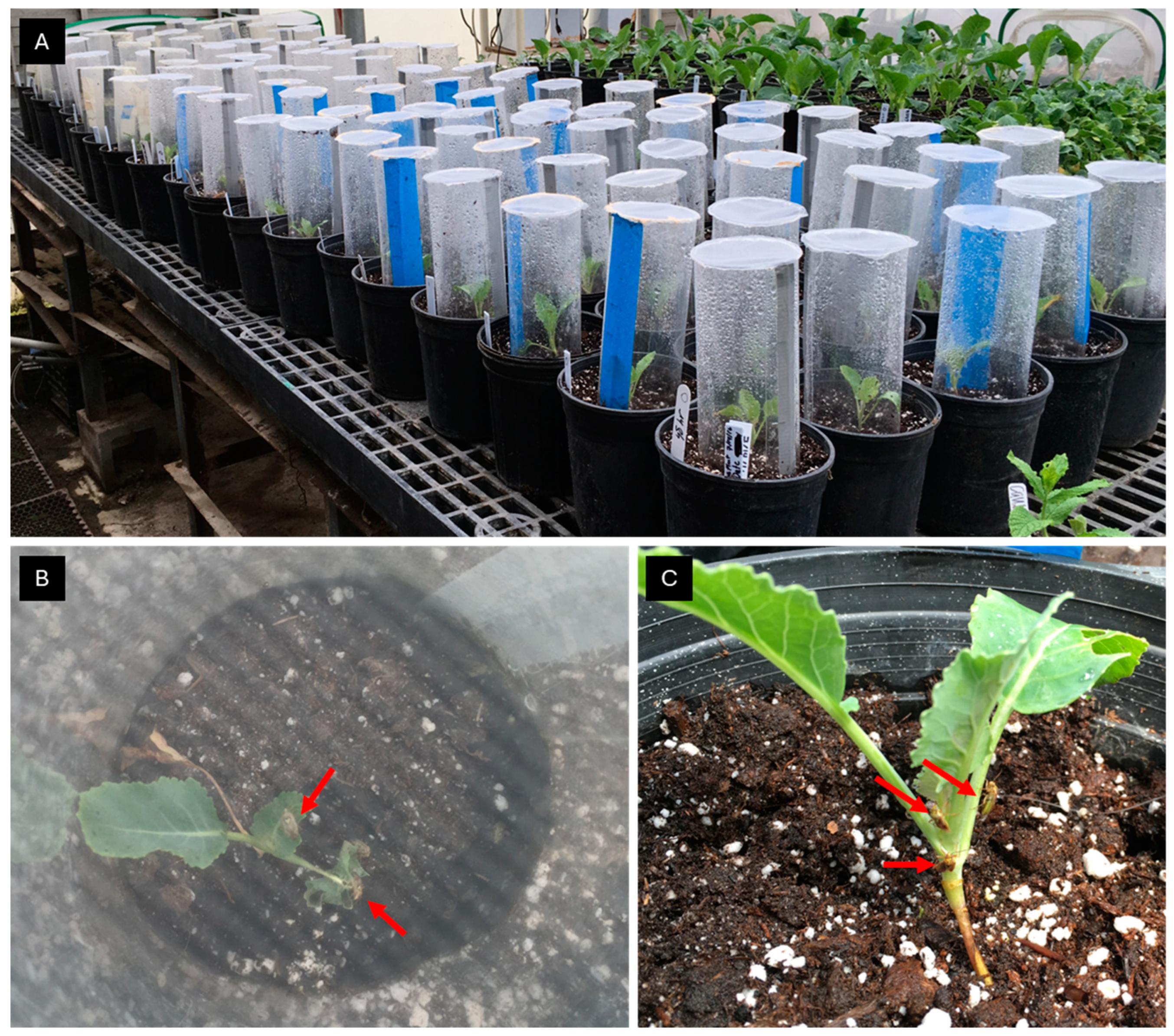 Horticulturae 11 00210 g001