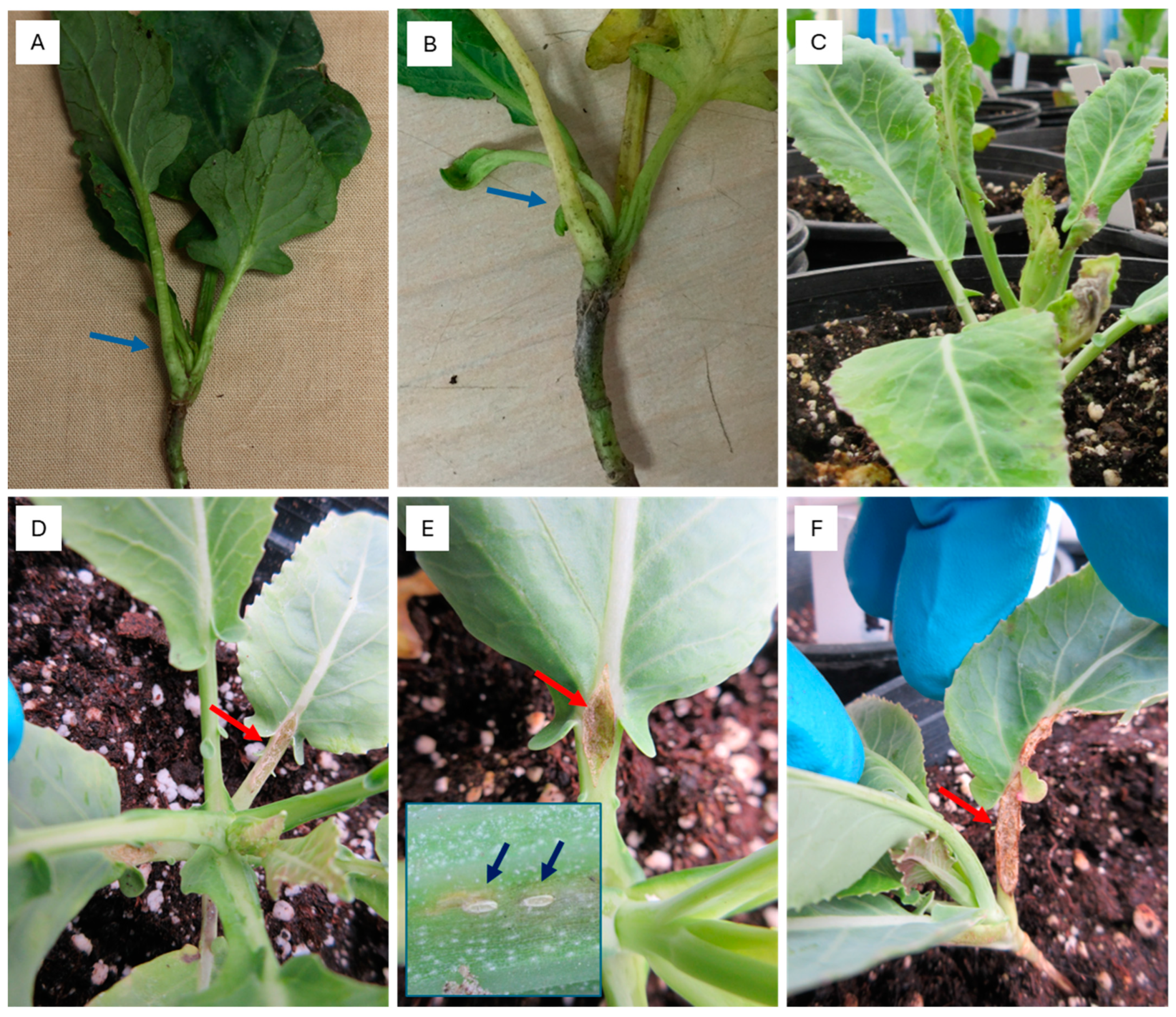 Horticulturae 11 00210 g002