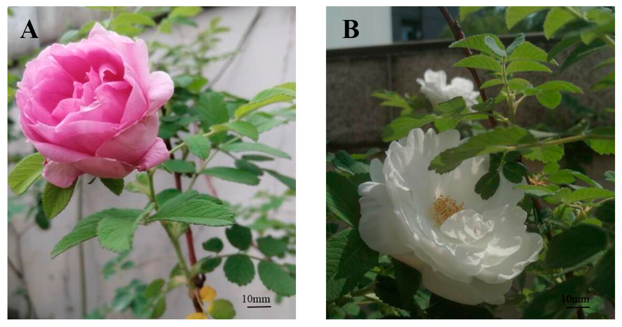 Horticulturae 11 00214 g001