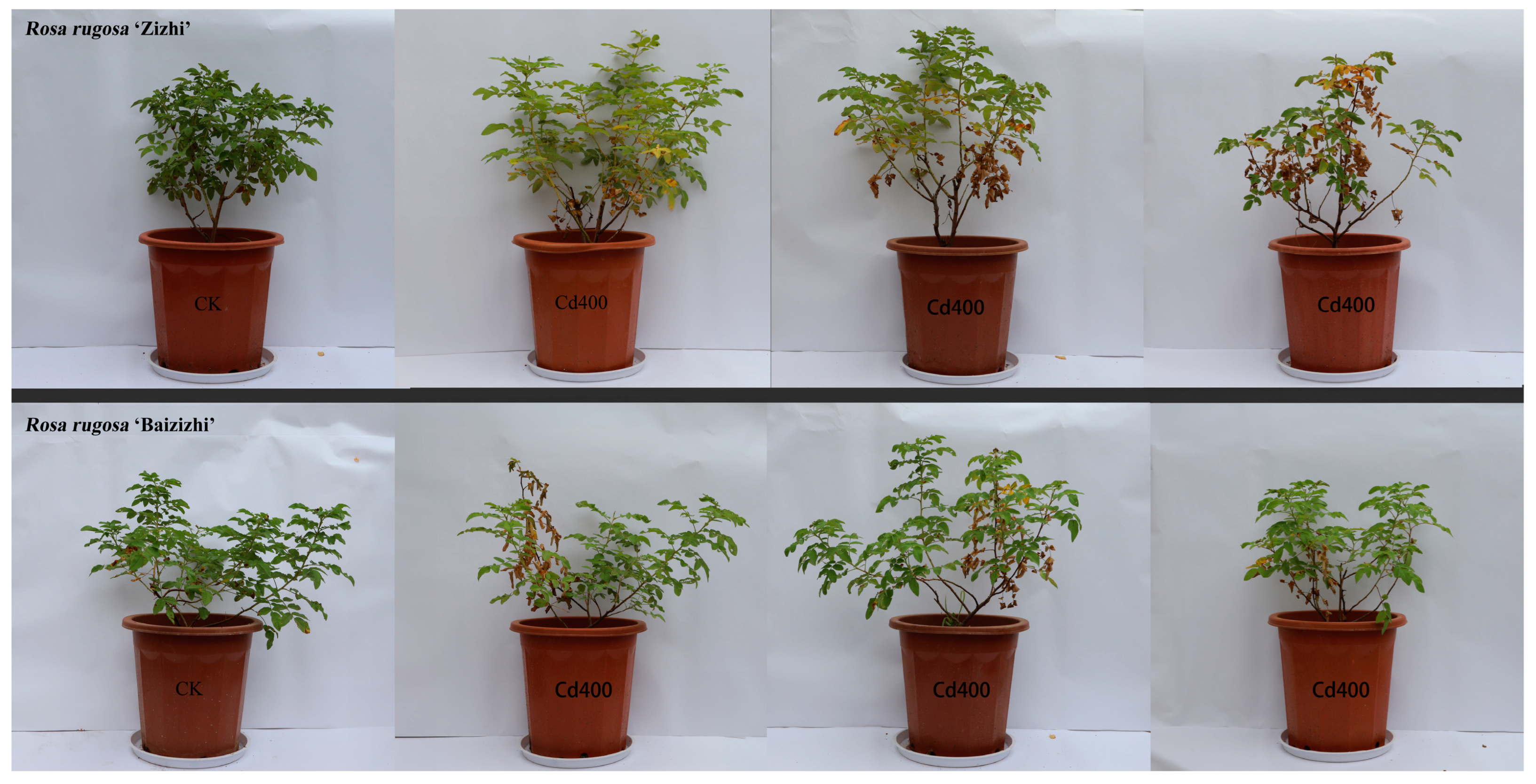 Horticulturae 11 00214 g003