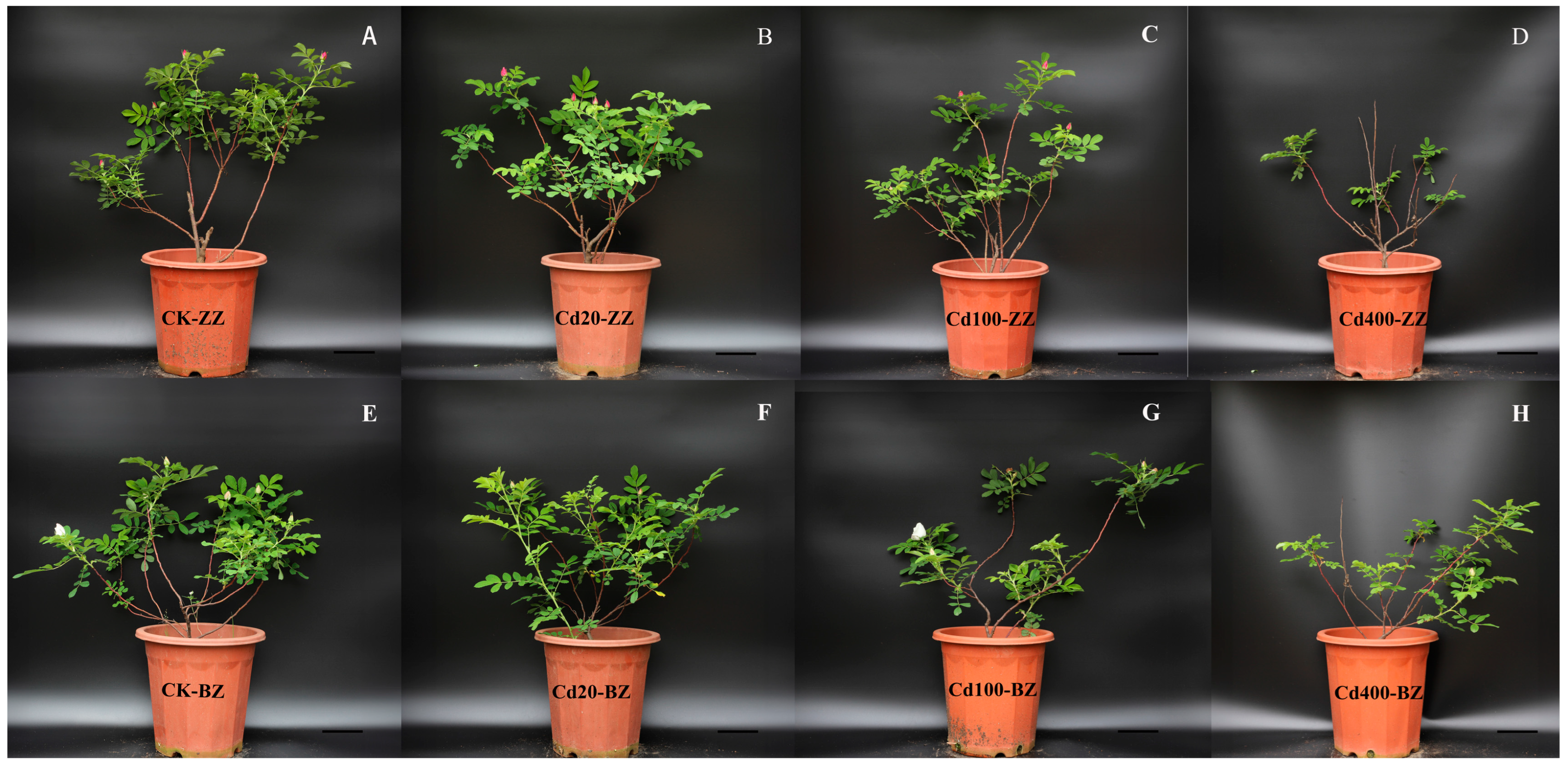 Horticulturae 11 00214 g004