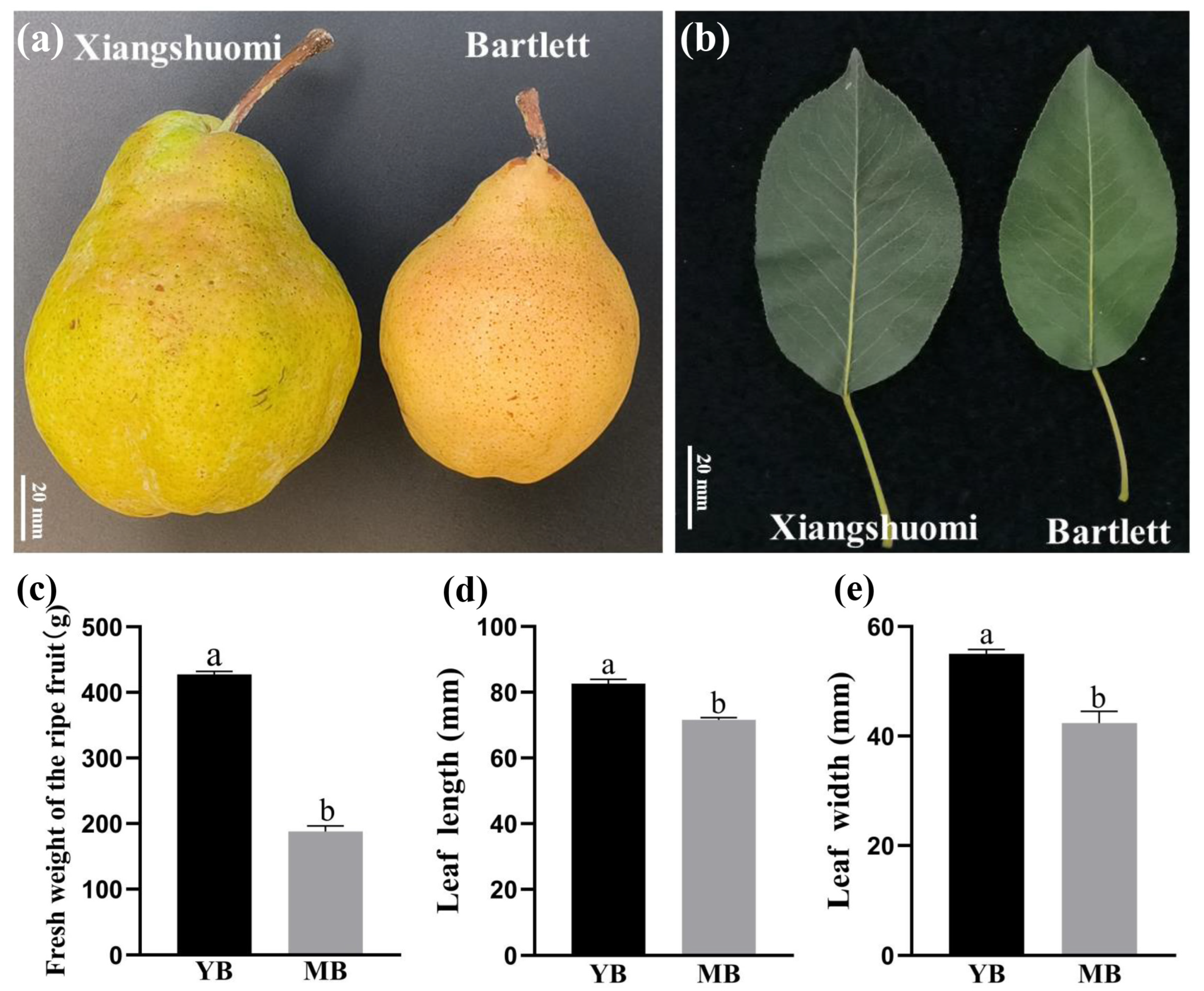 Horticulturae 11 00215 g001