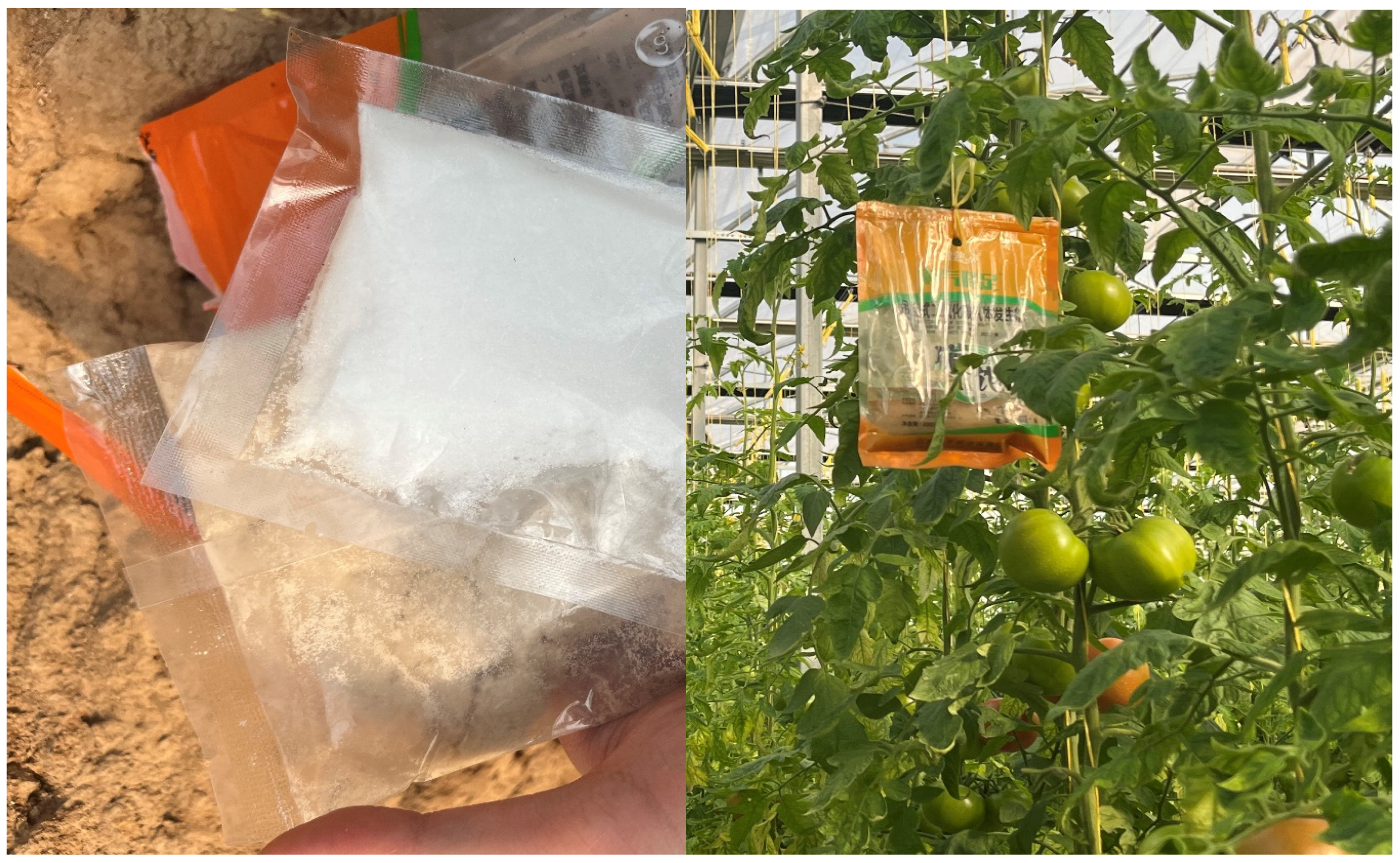 Horticulturae 11 00218 g001