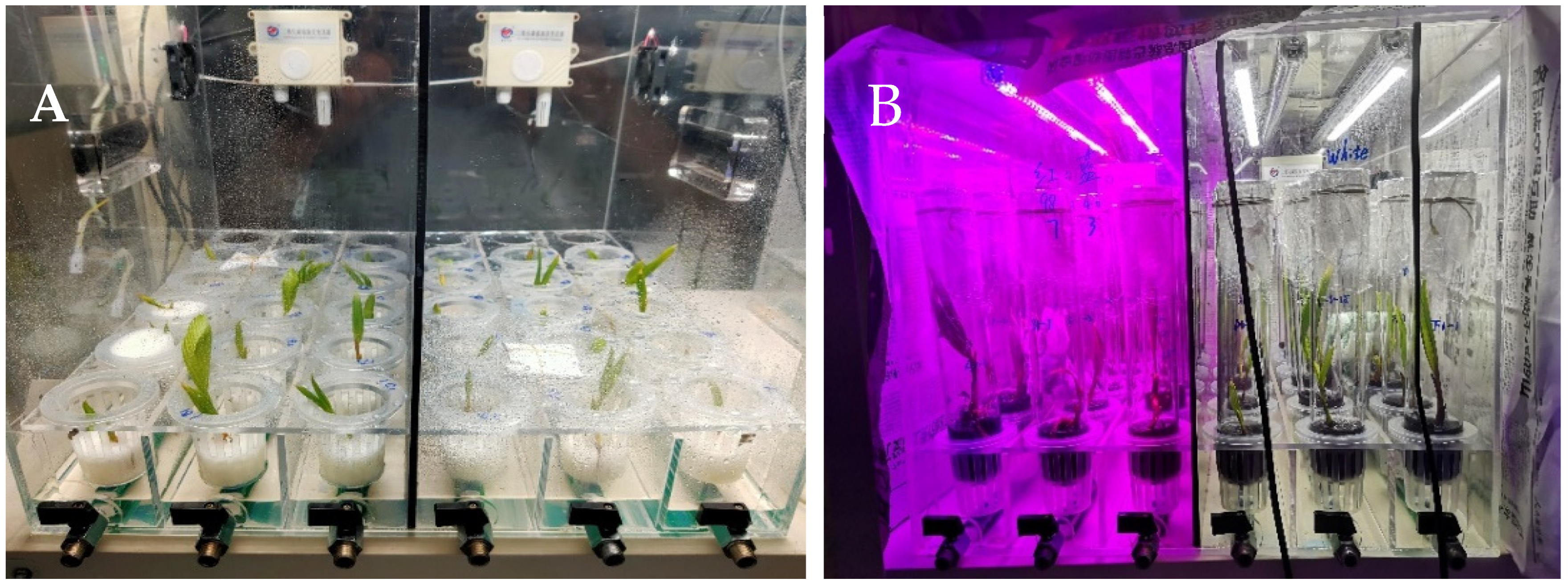 Horticulturae 11 00224 g002