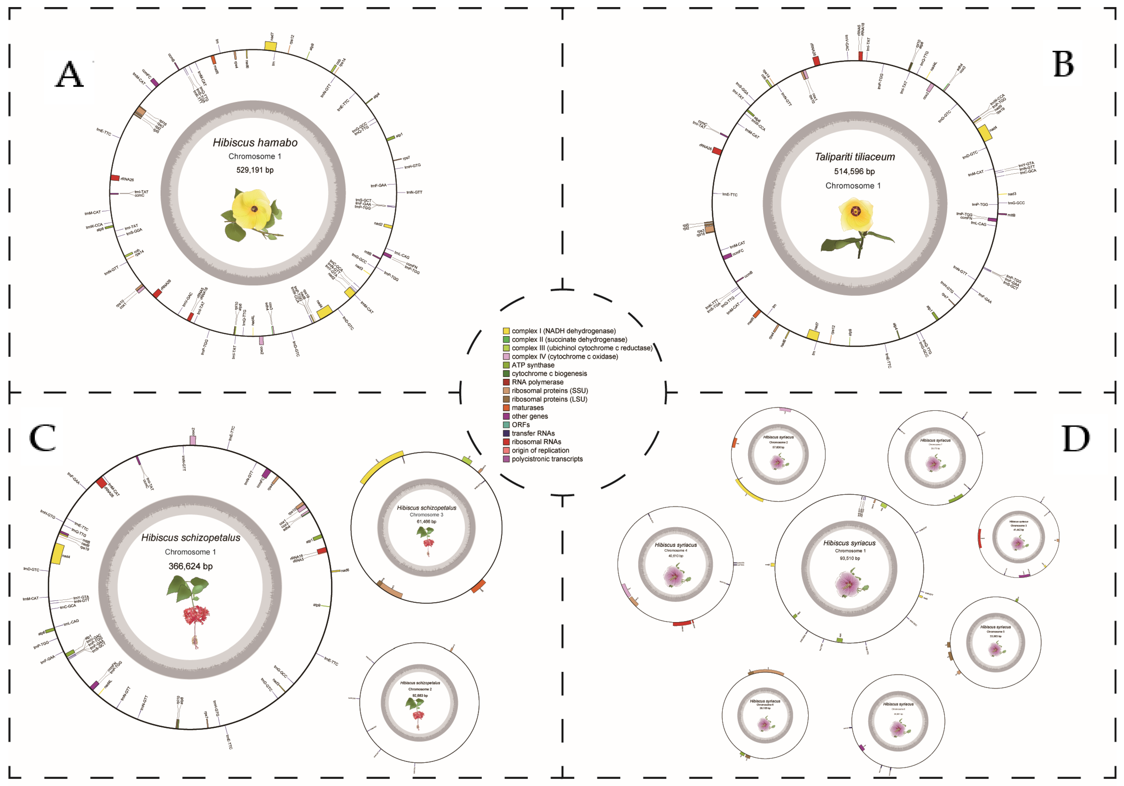 Horticulturae 11 00225 g002