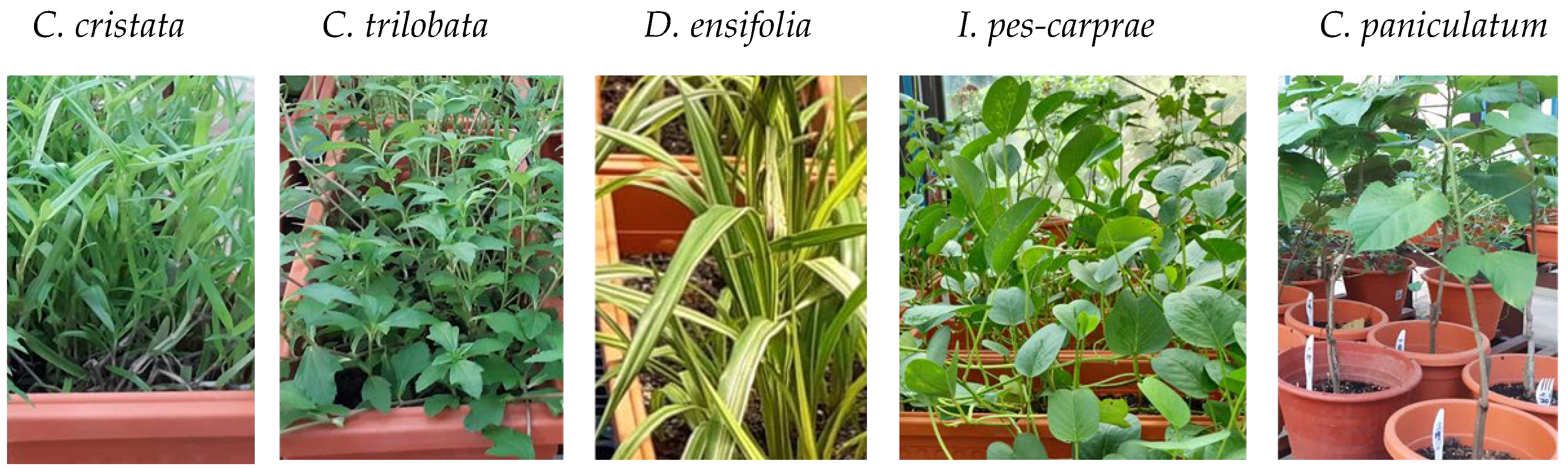 Horticulturae 11 00230 g001