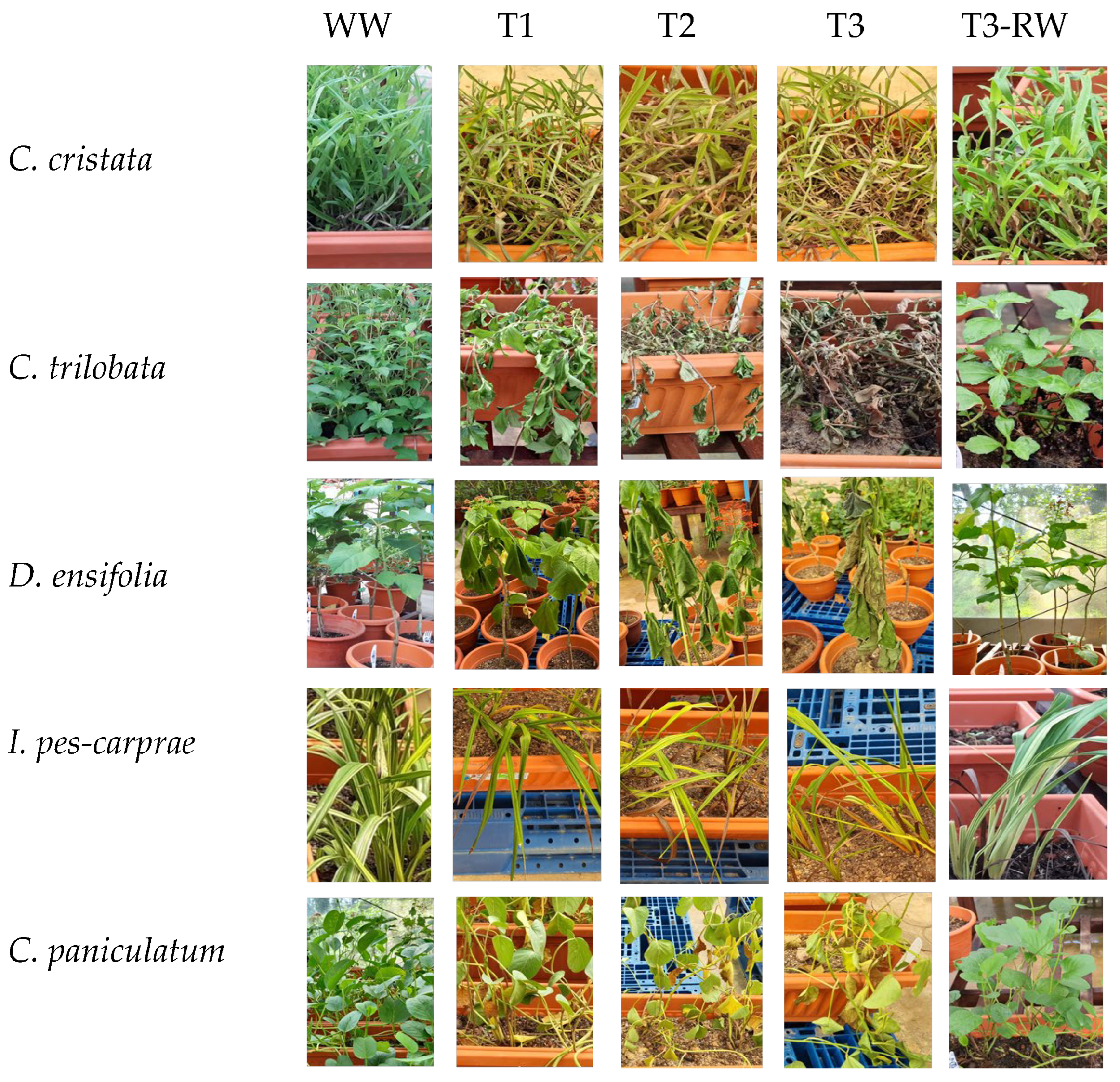 Horticulturae 11 00230 g002