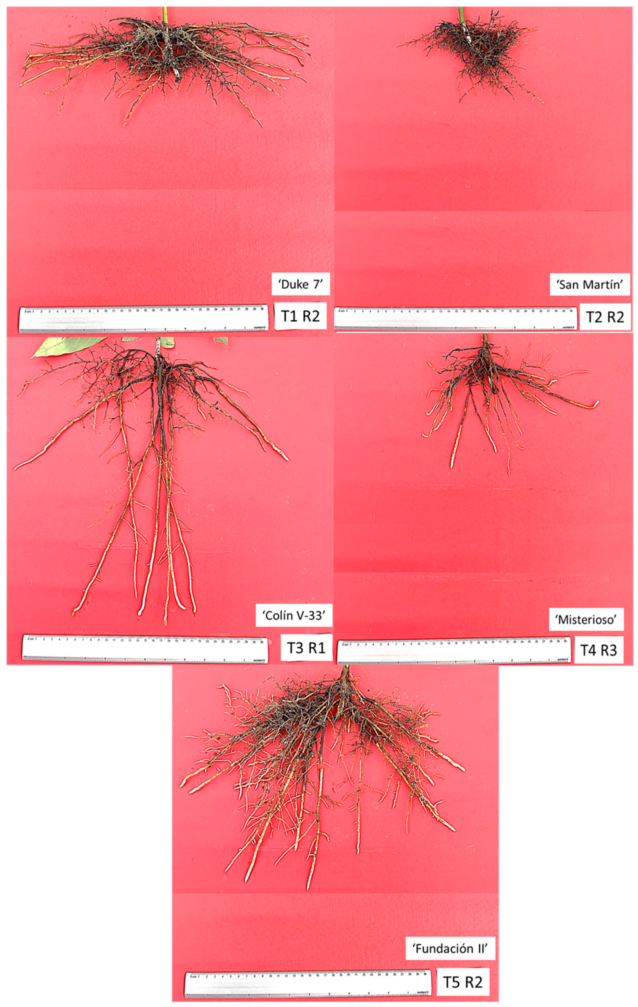Horticulturae 11 00232 g005