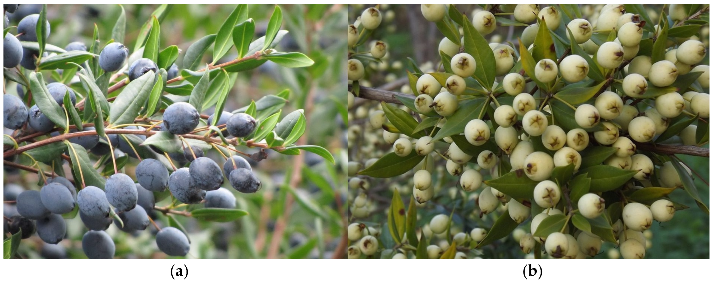 Horticulturae 11 00233 g001