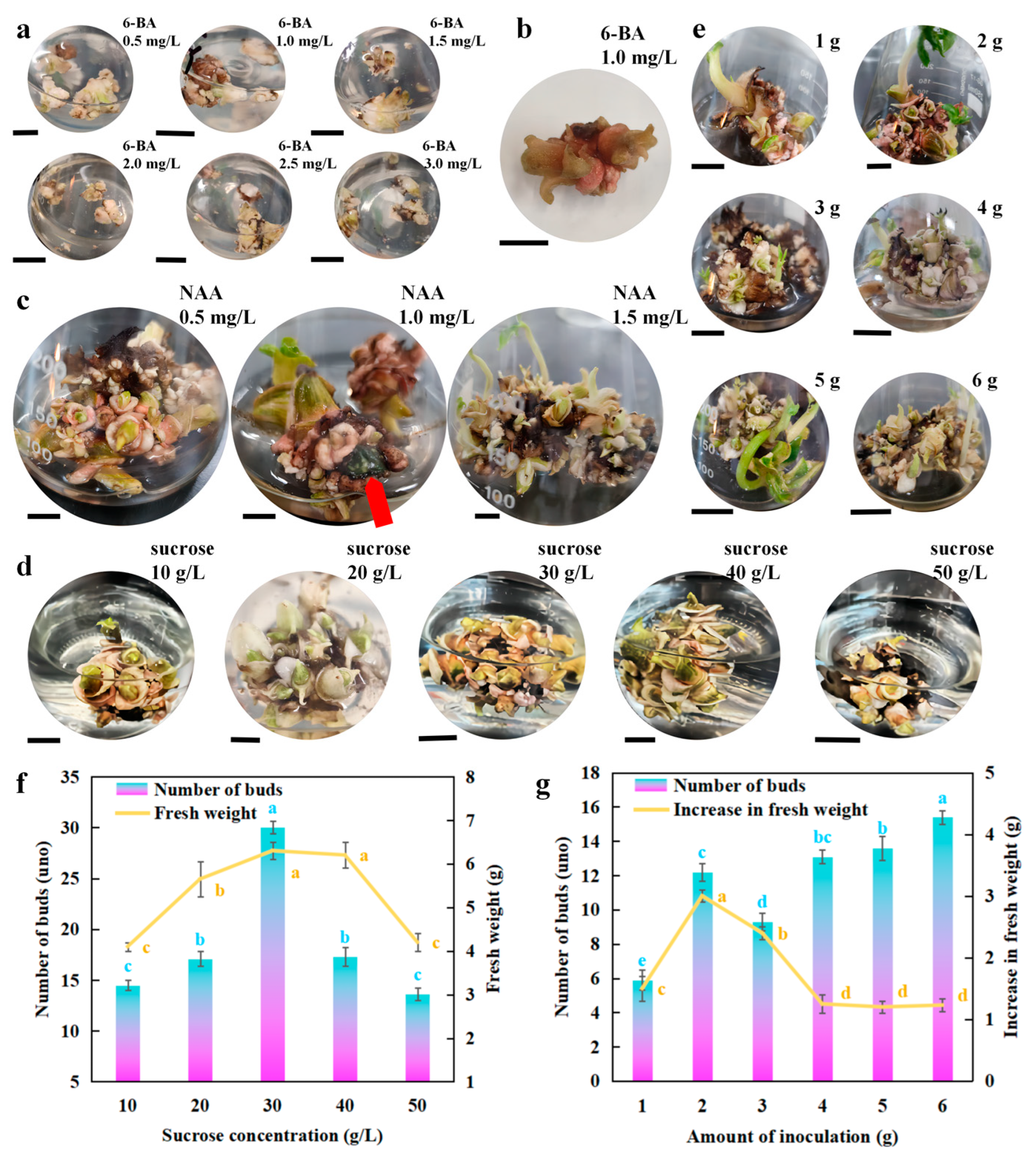 Horticulturae 11 00235 g002
