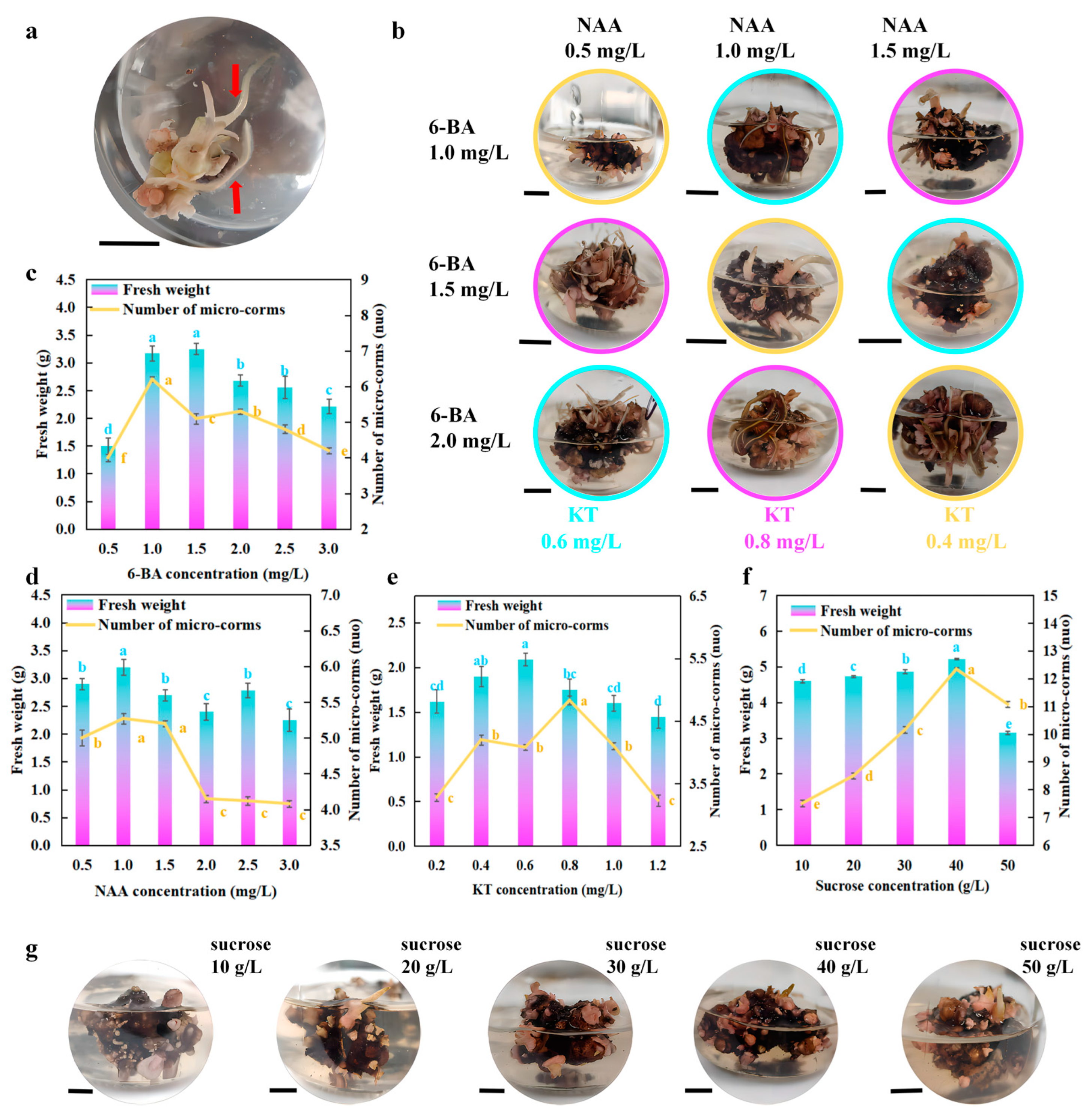 Horticulturae 11 00235 g005