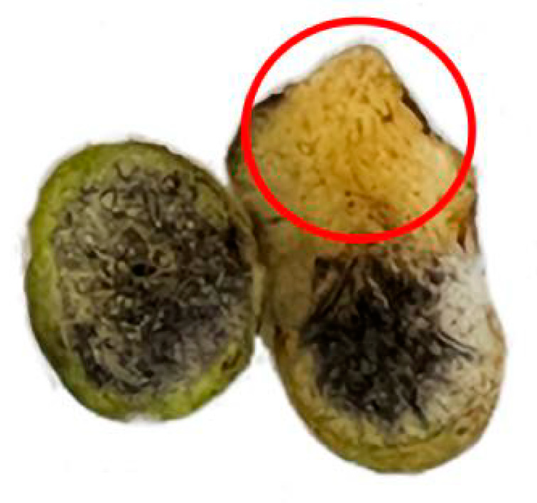 Horticulturae 11 00235 g009