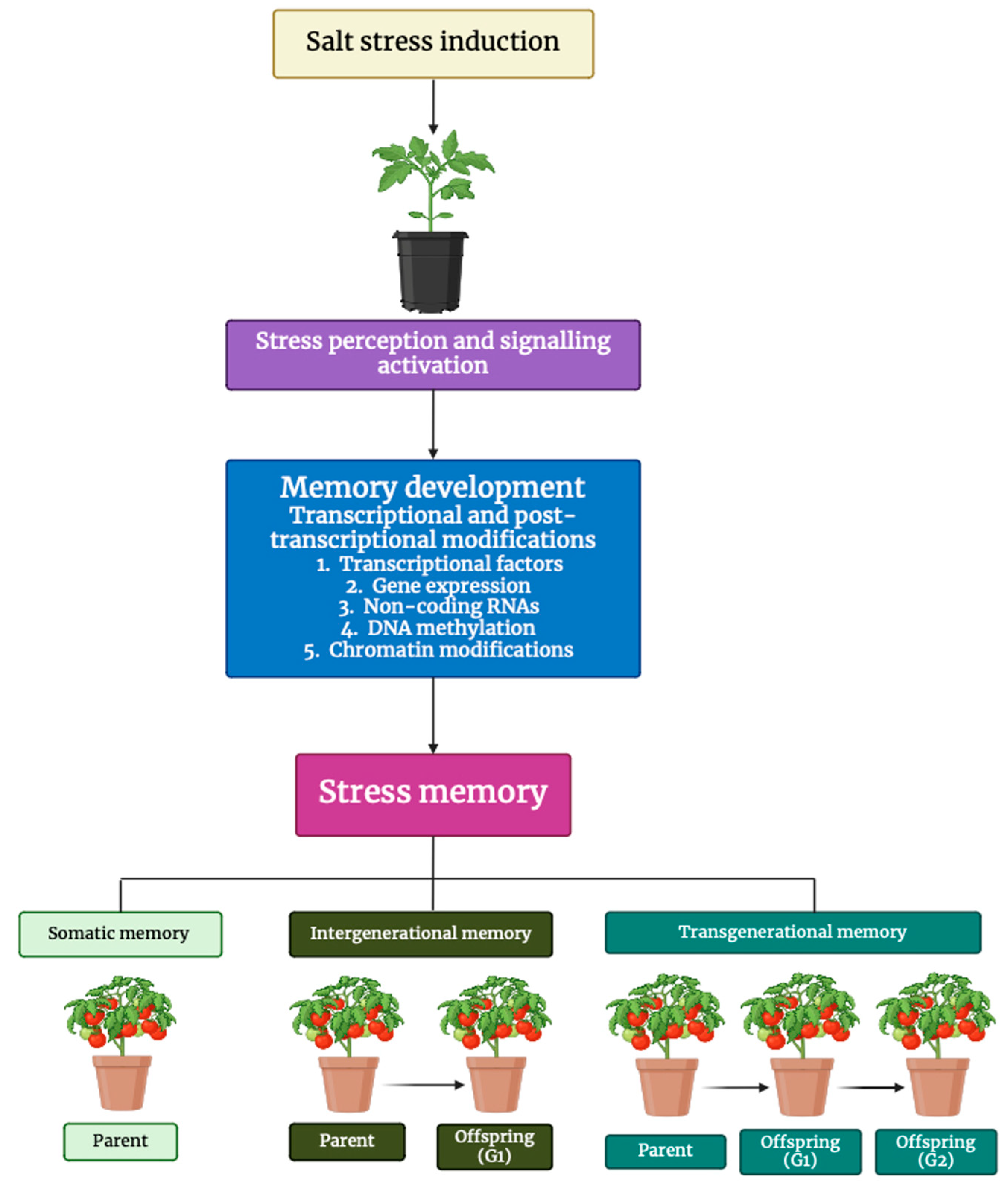 Horticulturae 11 00236 g001