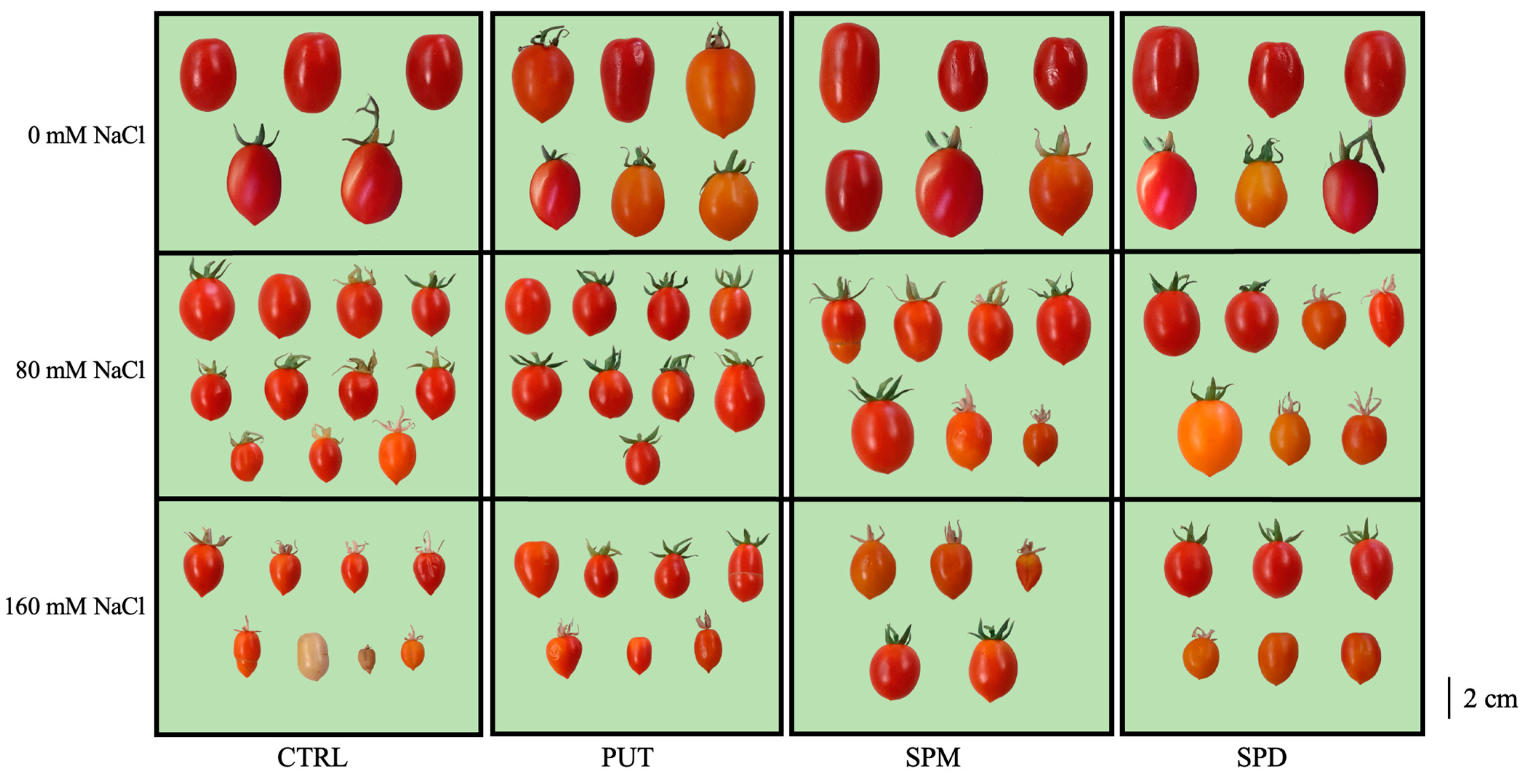 Horticulturae 11 00236 g005