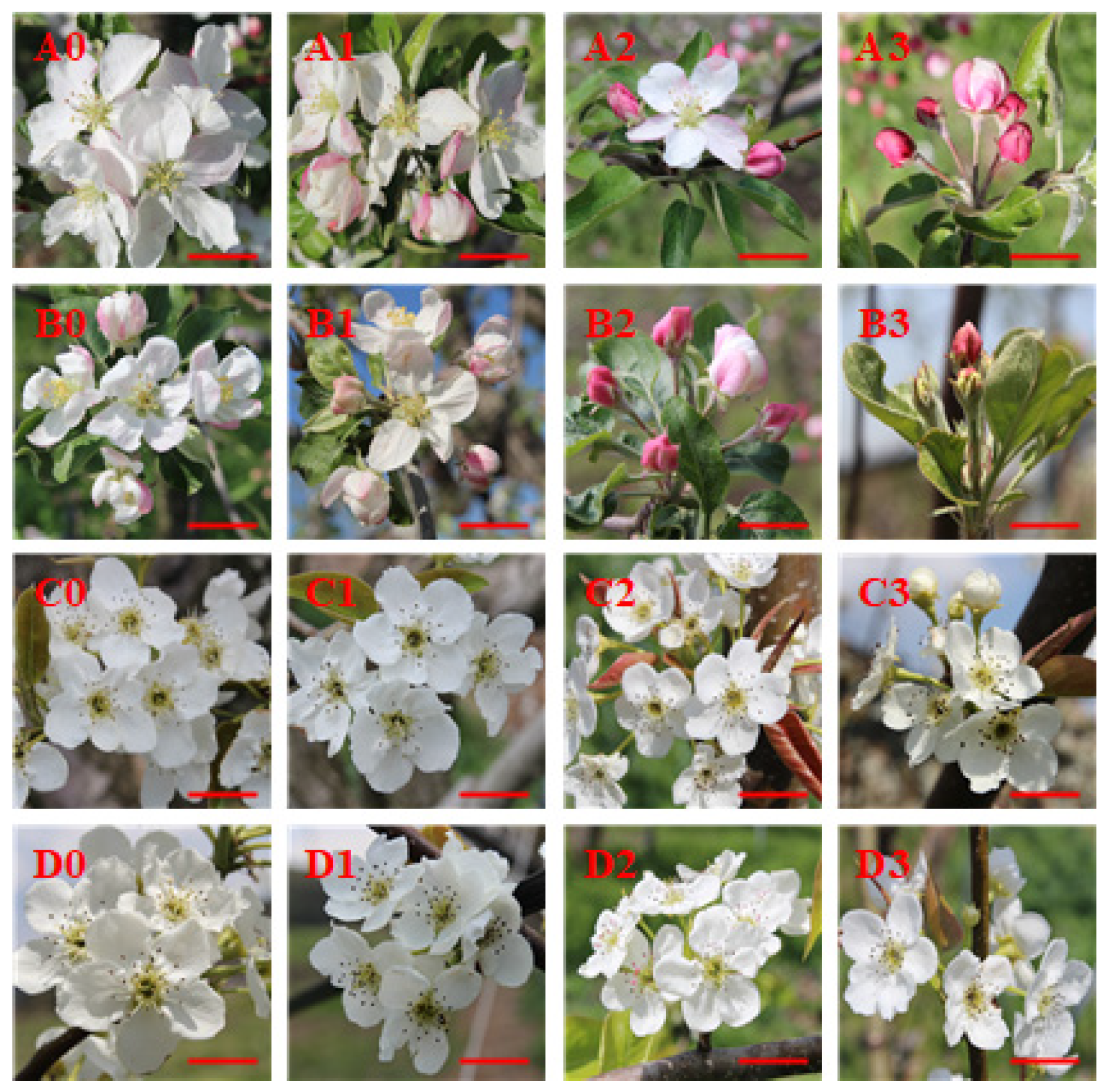 Horticulturae 11 00249 g002