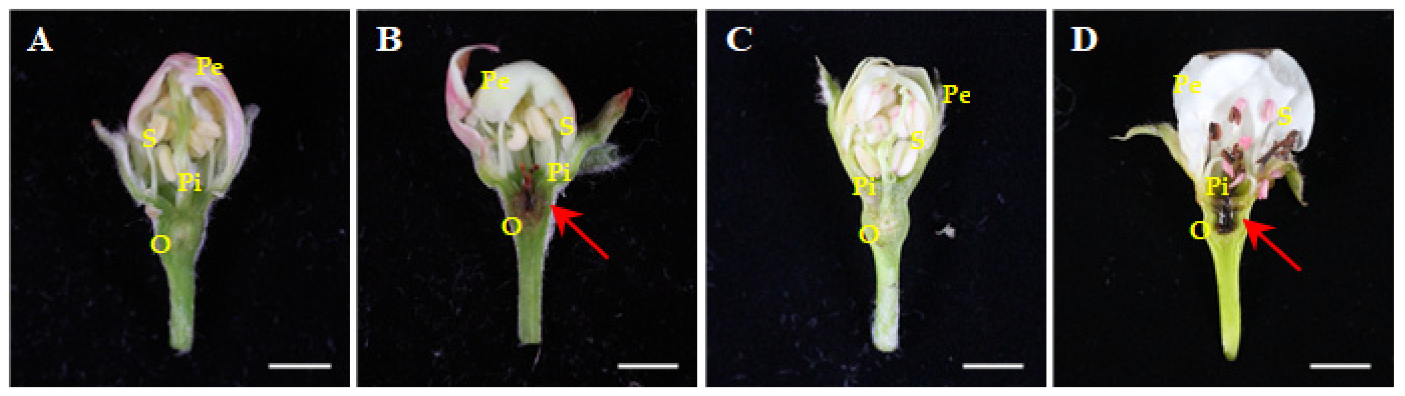 Horticulturae 11 00249 g003