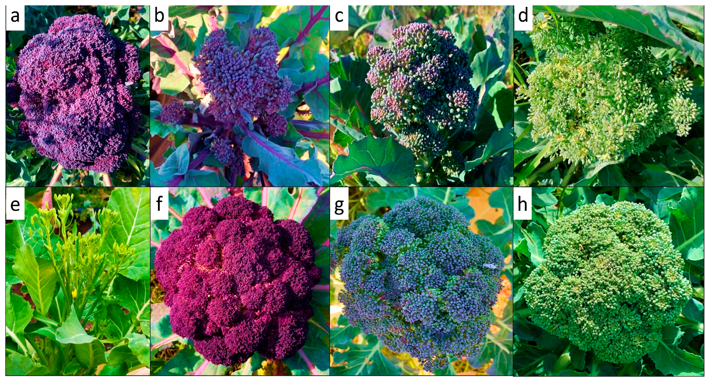 Horticulturae 11 00253 g001