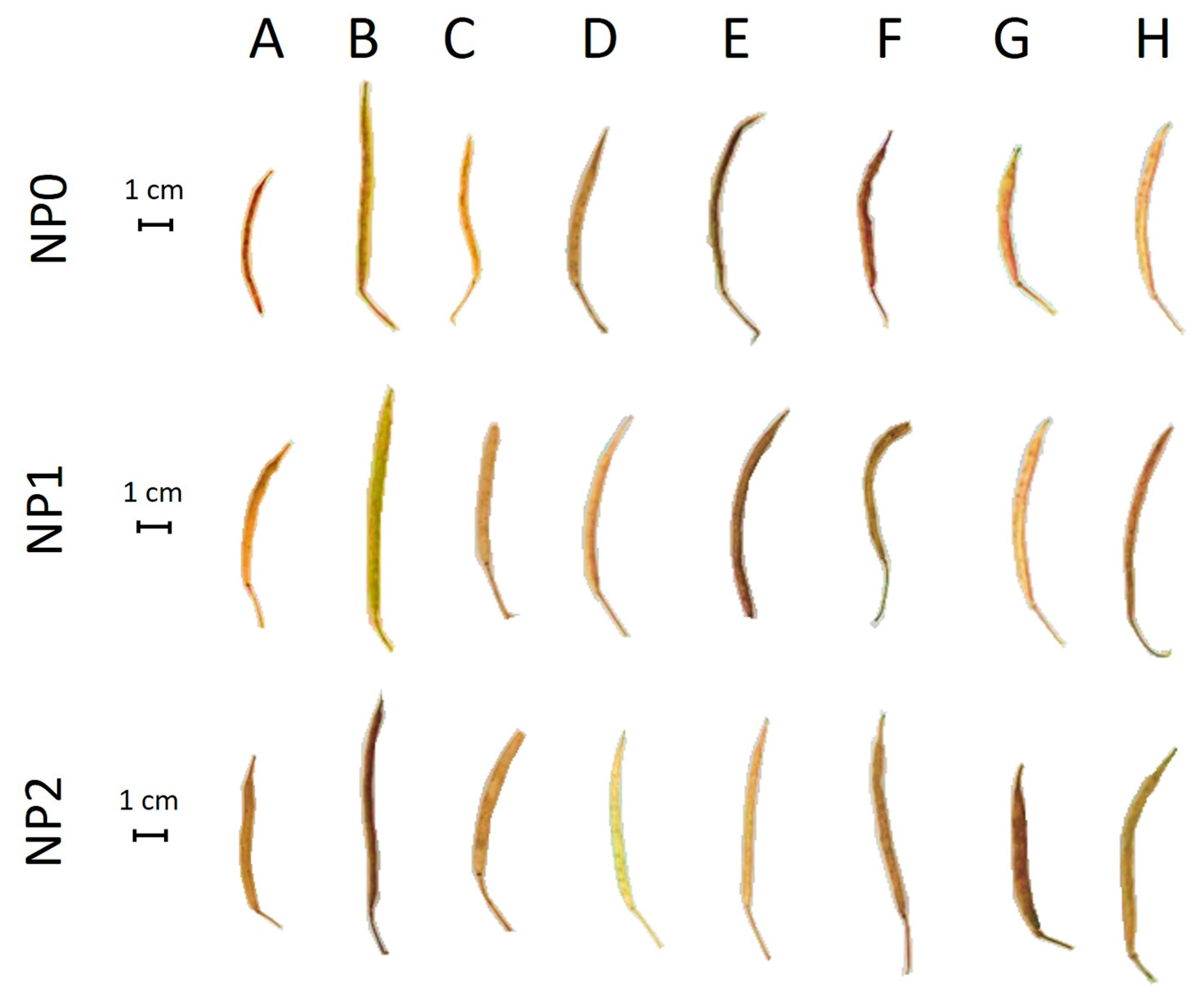 Horticulturae 11 00253 g005