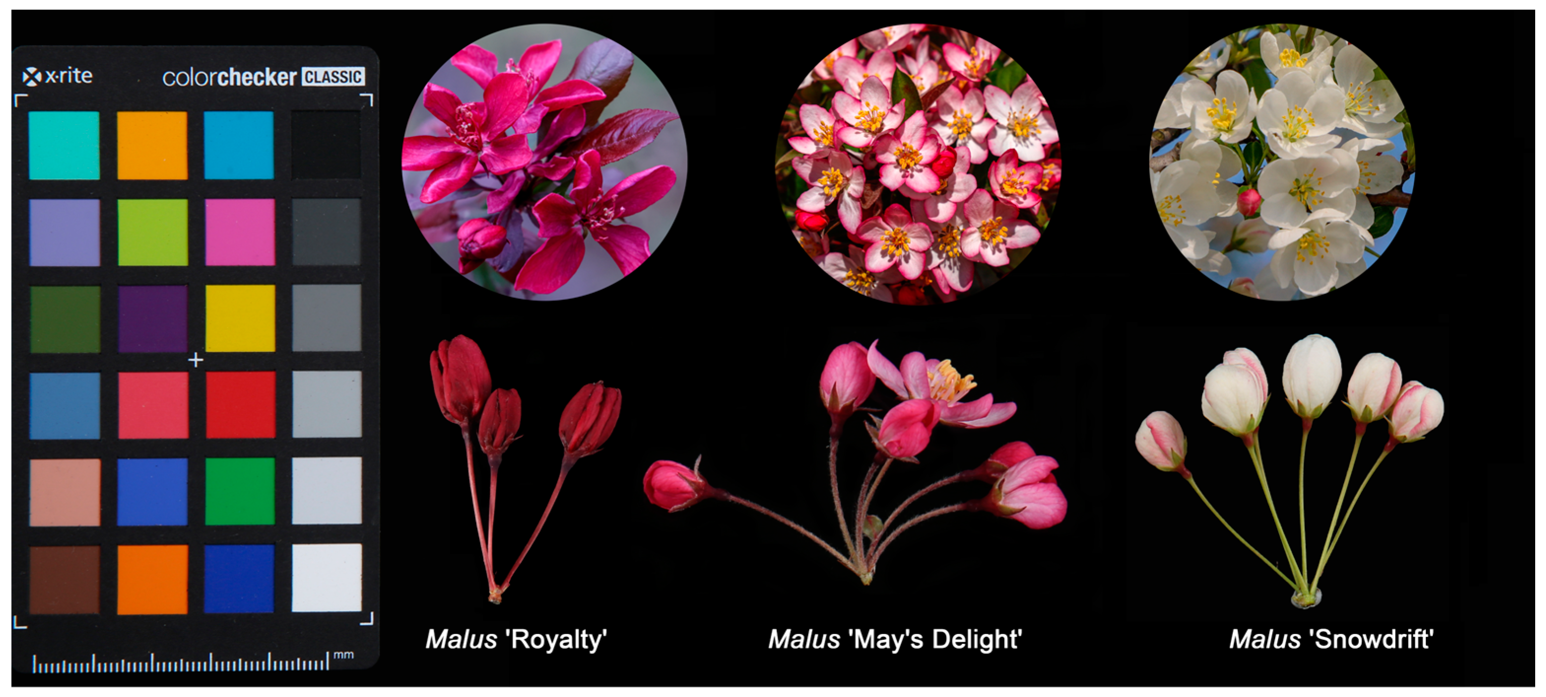 Horticulturae 11 00255 g001