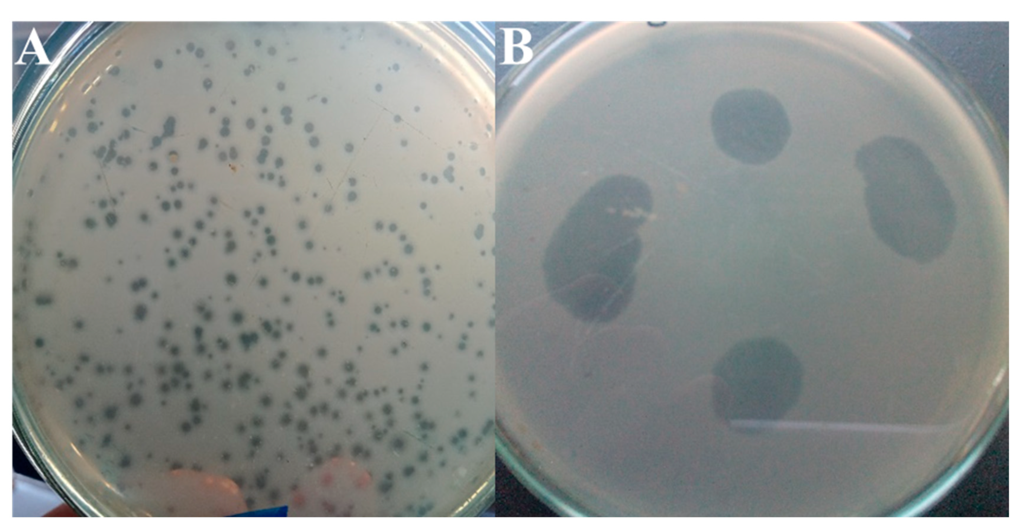 Horticulturae 11 00257 g001 Horticulturae 11 00257 g001