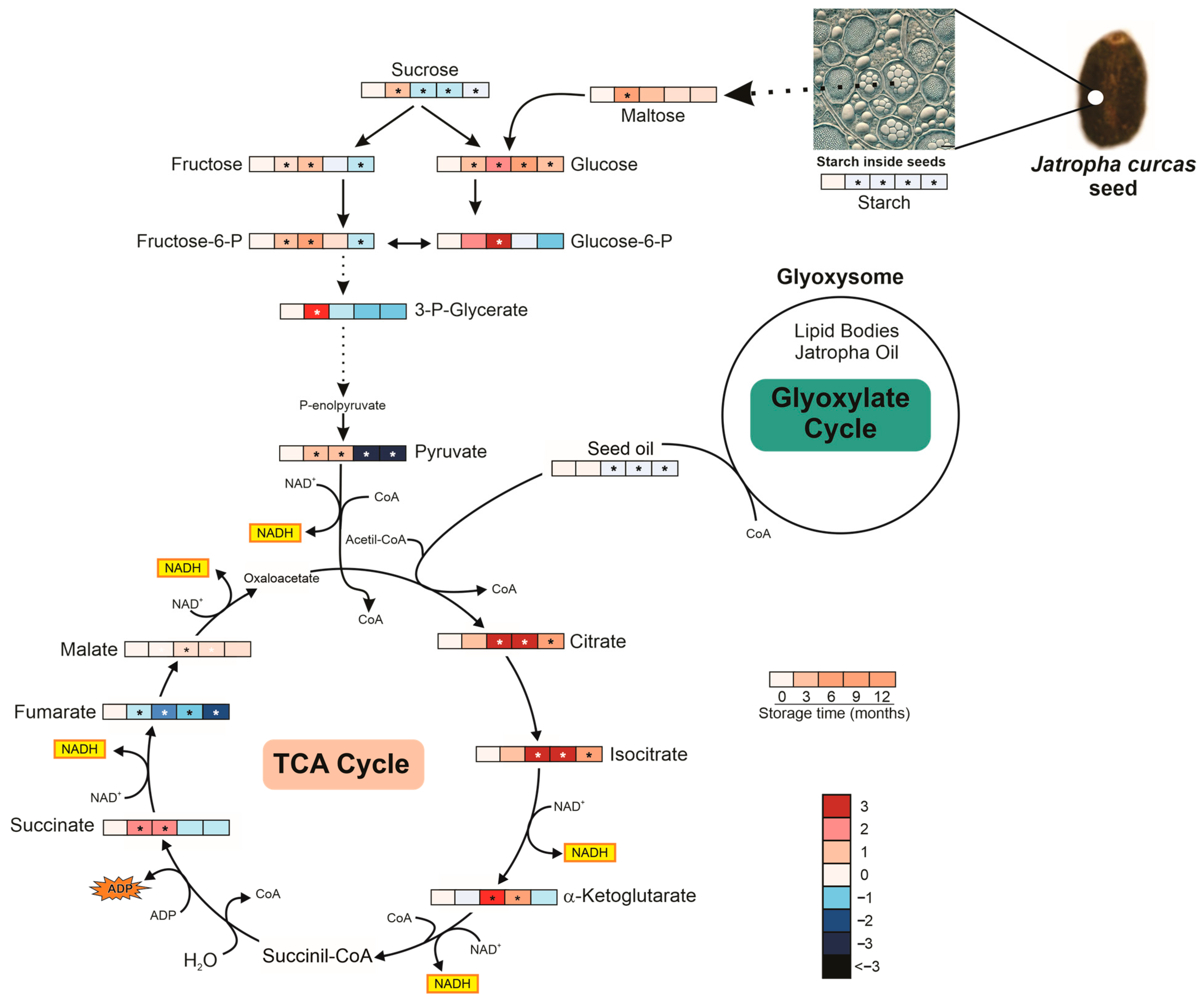 Horticulturae 11 00258 g008 Horticulturae 11 00258 g008