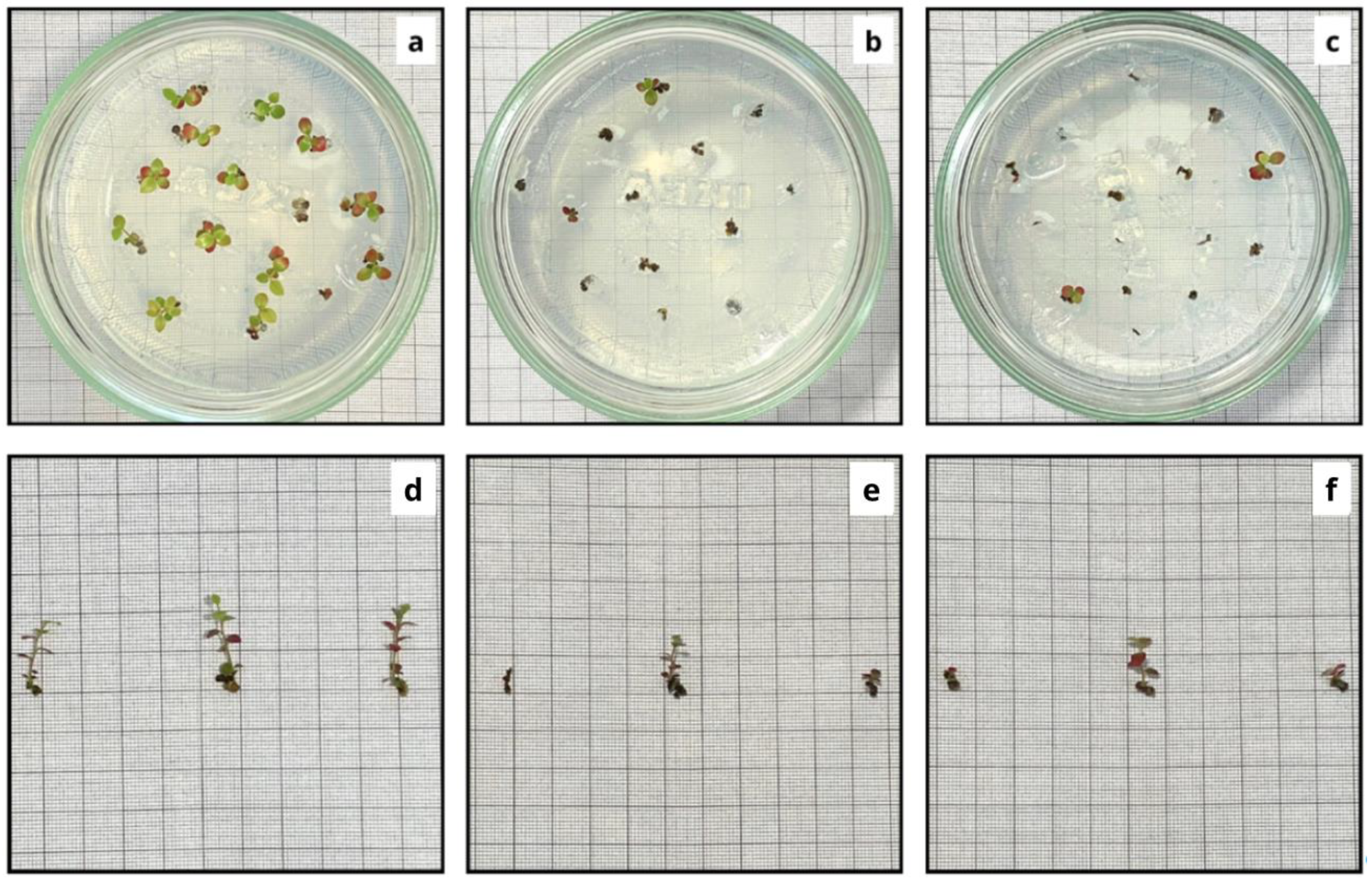 Horticulturae 11 00259 g001