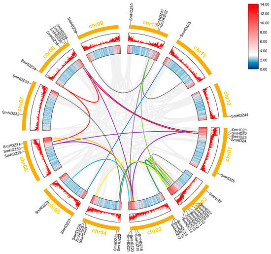 Genome-Wide Identification of the SmHD-zip Genes That