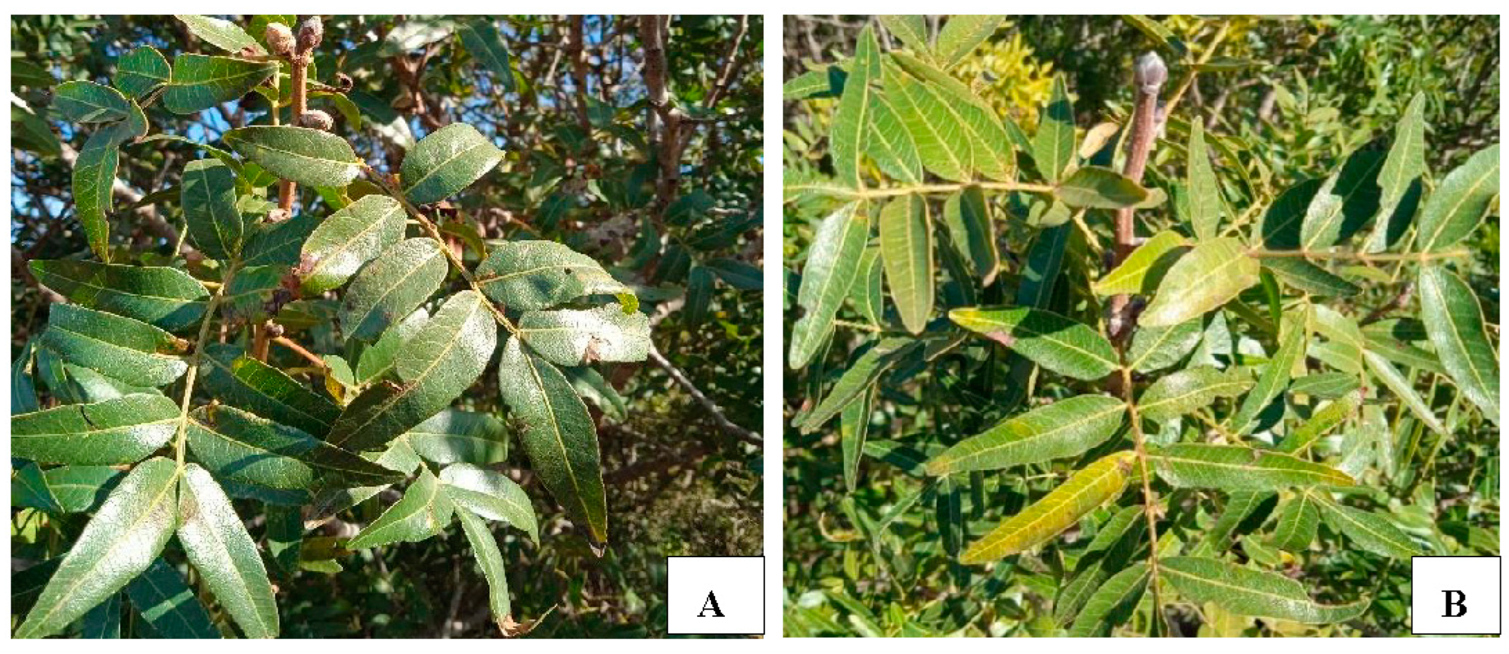 Horticulturae 11 00265 g001