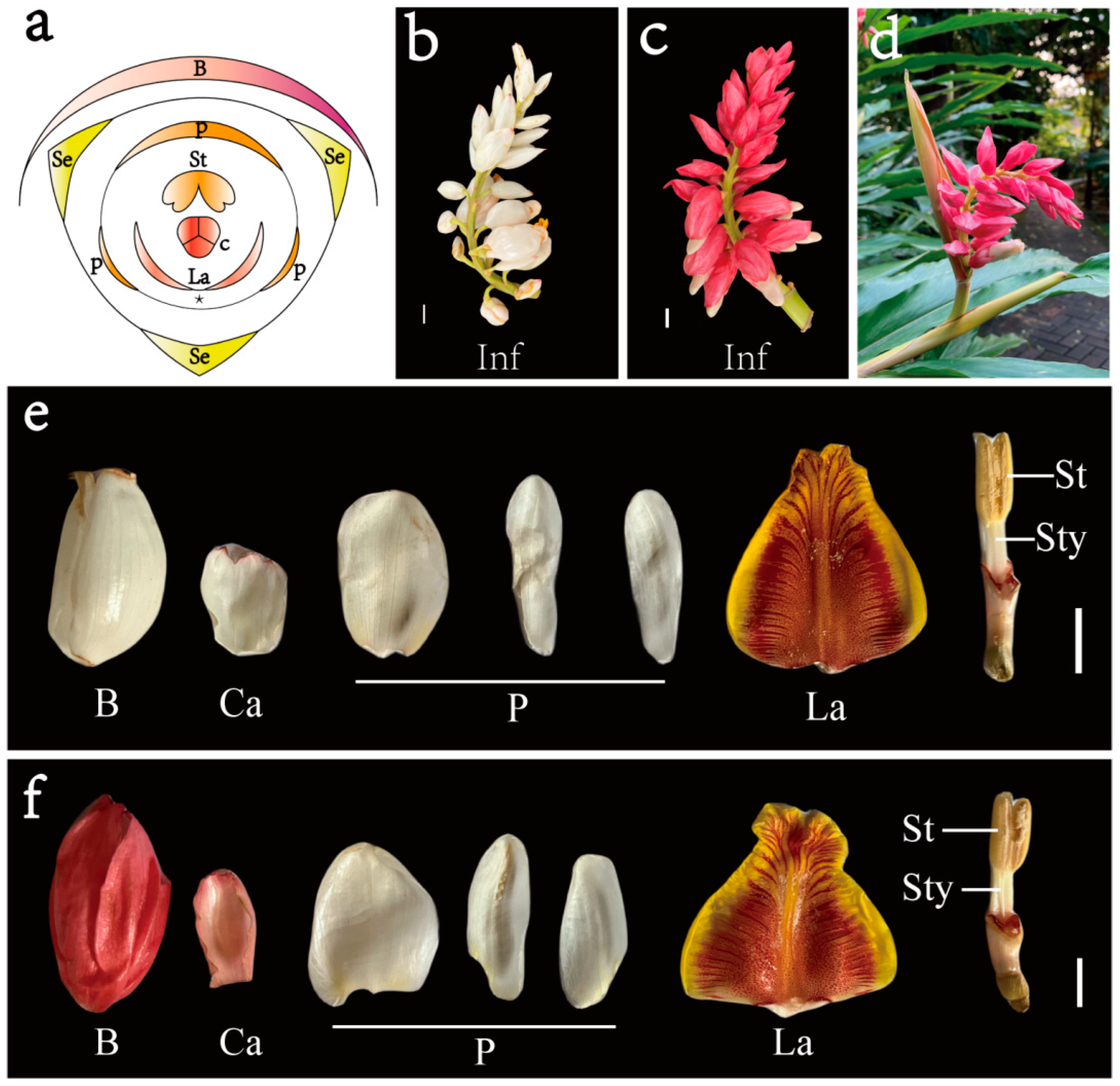 Horticulturae 11 00266 g001