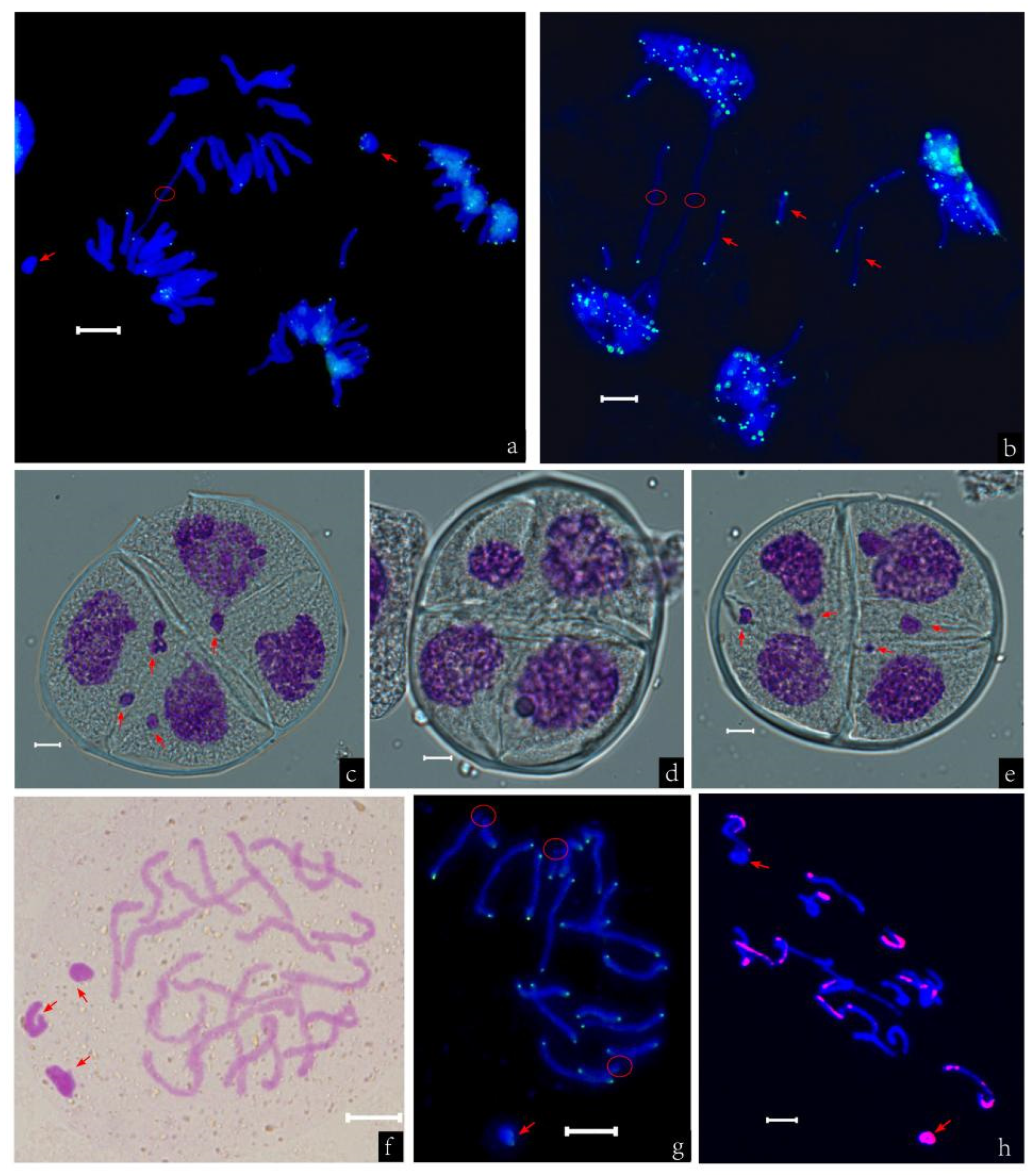 Horticulturae 11 00267 g003