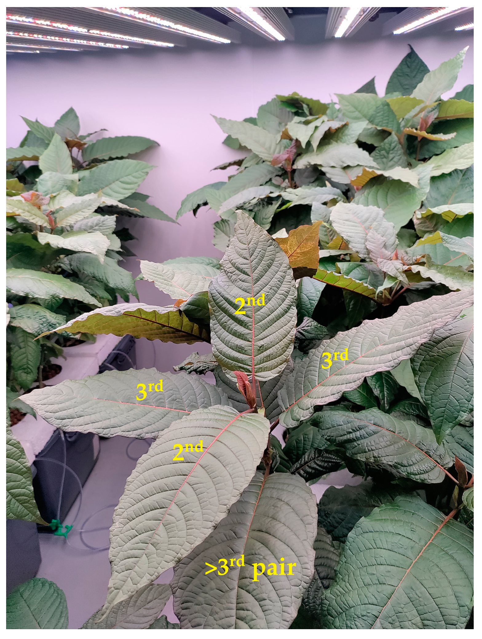 Horticulturae 11 00272 g002