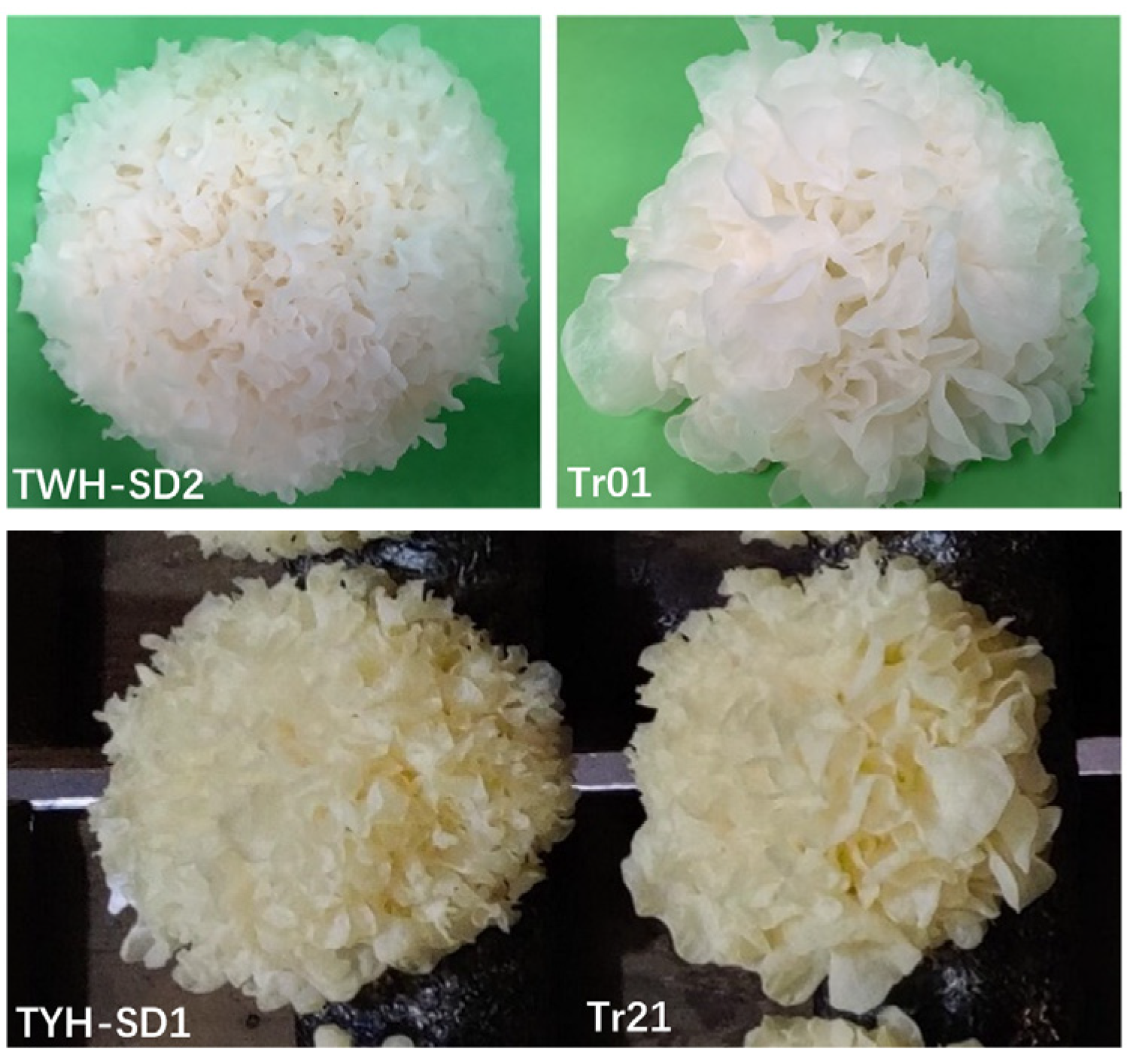 Horticulturae 11 00273 g001