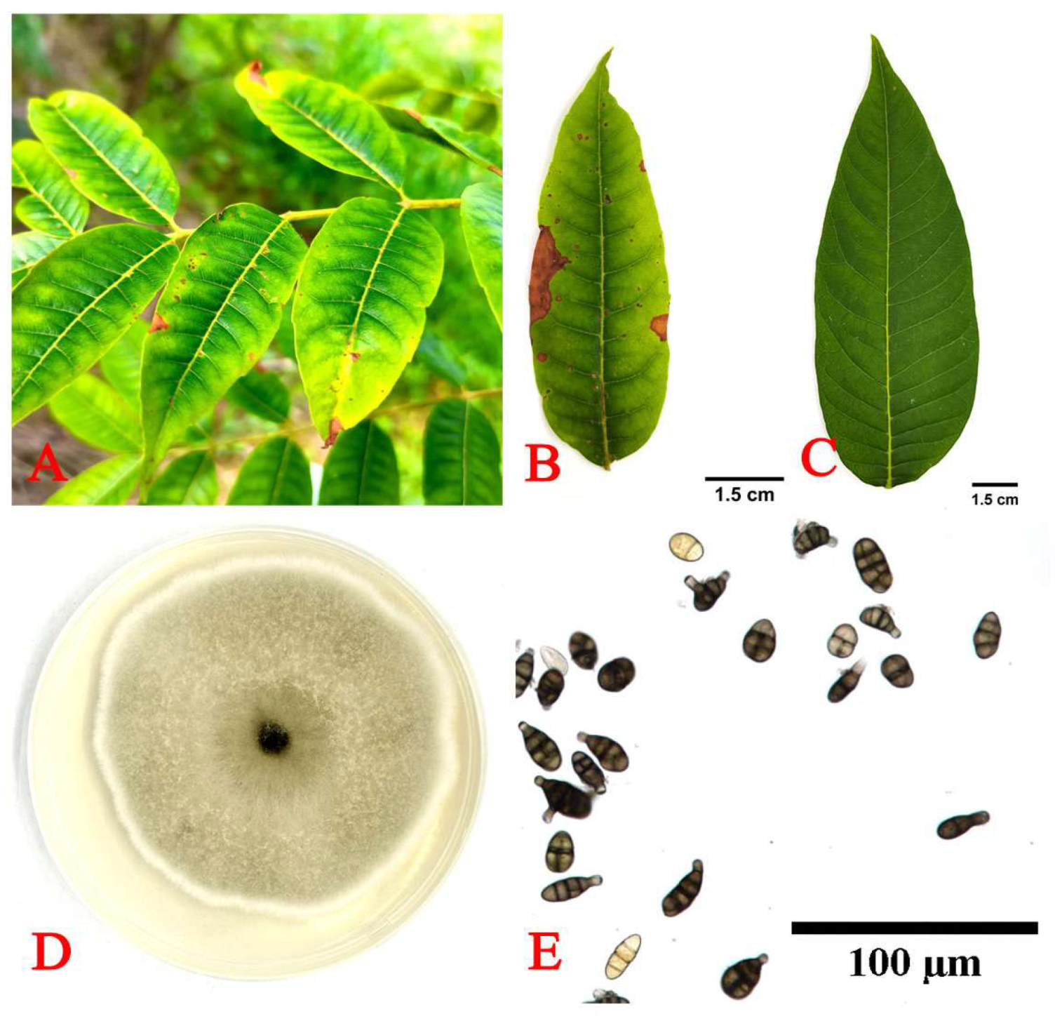 Horticulturae 11 00279 g001 Horticulturae 11 00279 g001
