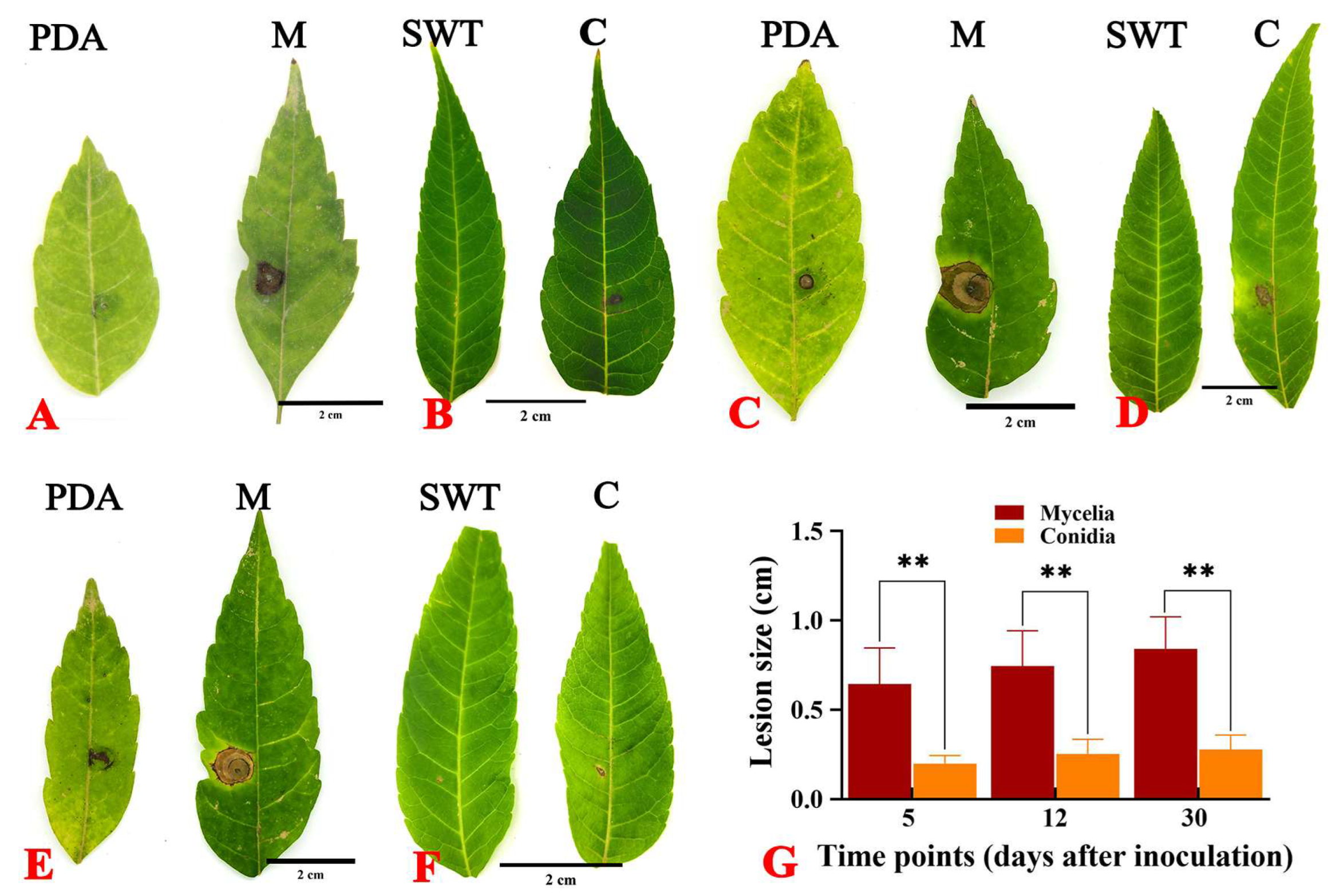 Horticulturae 11 00279 g003 Horticulturae 11 00279 g003